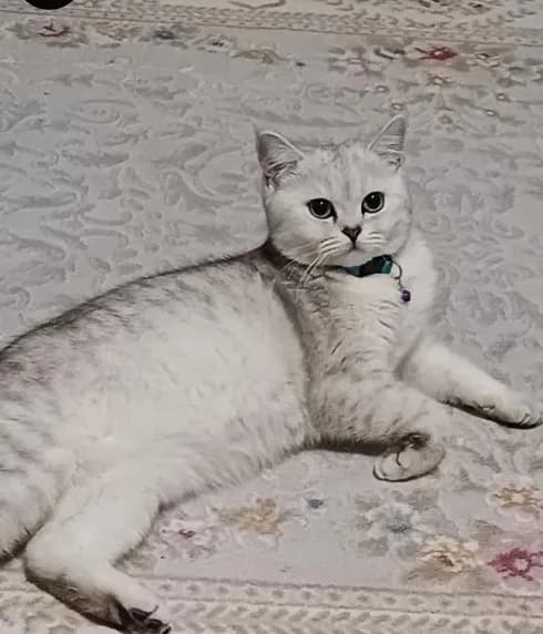 luna