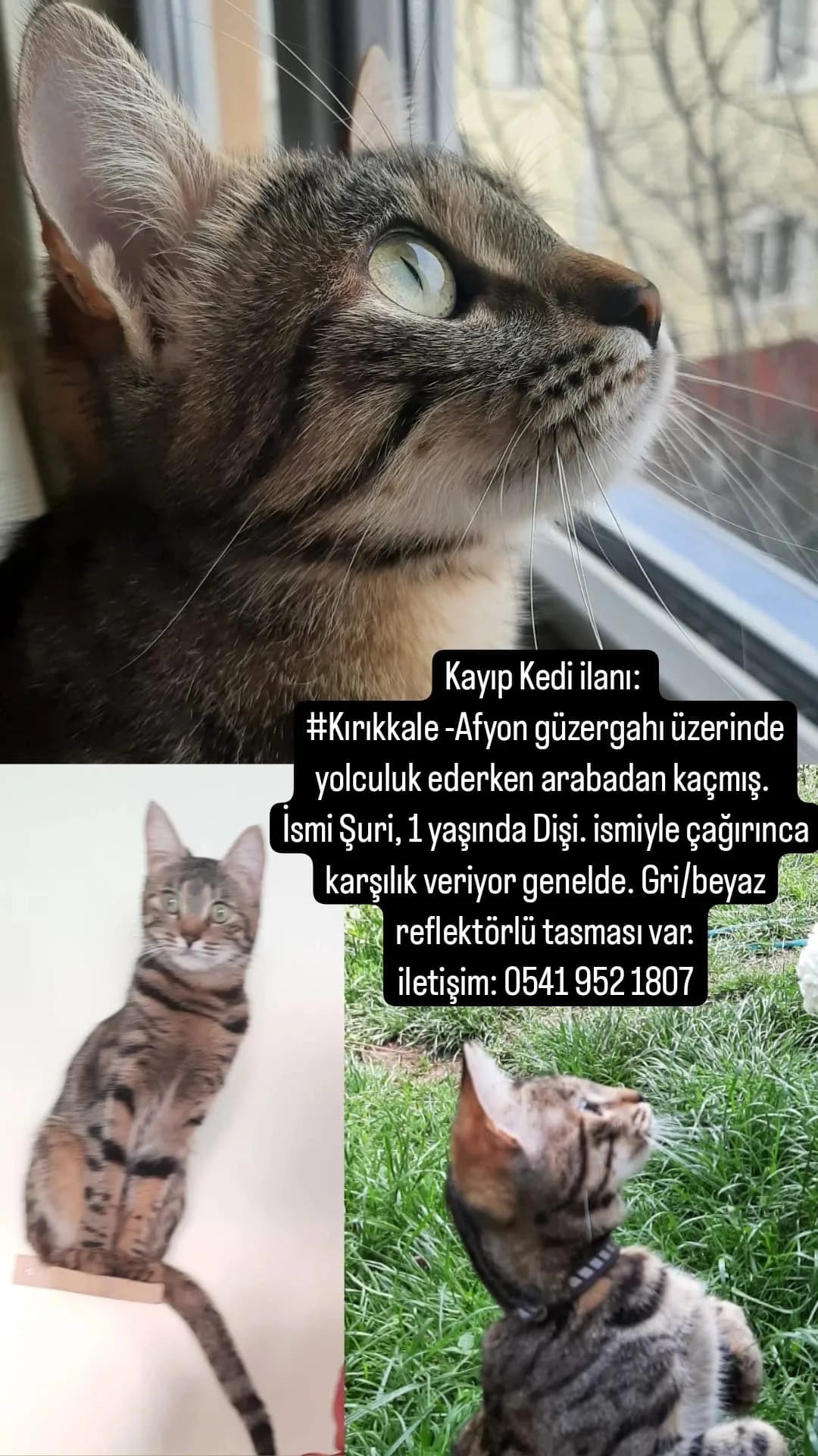 Şuri