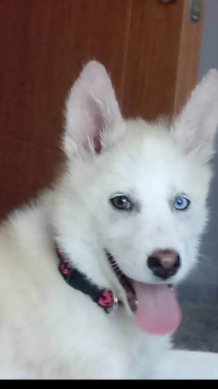 Athena