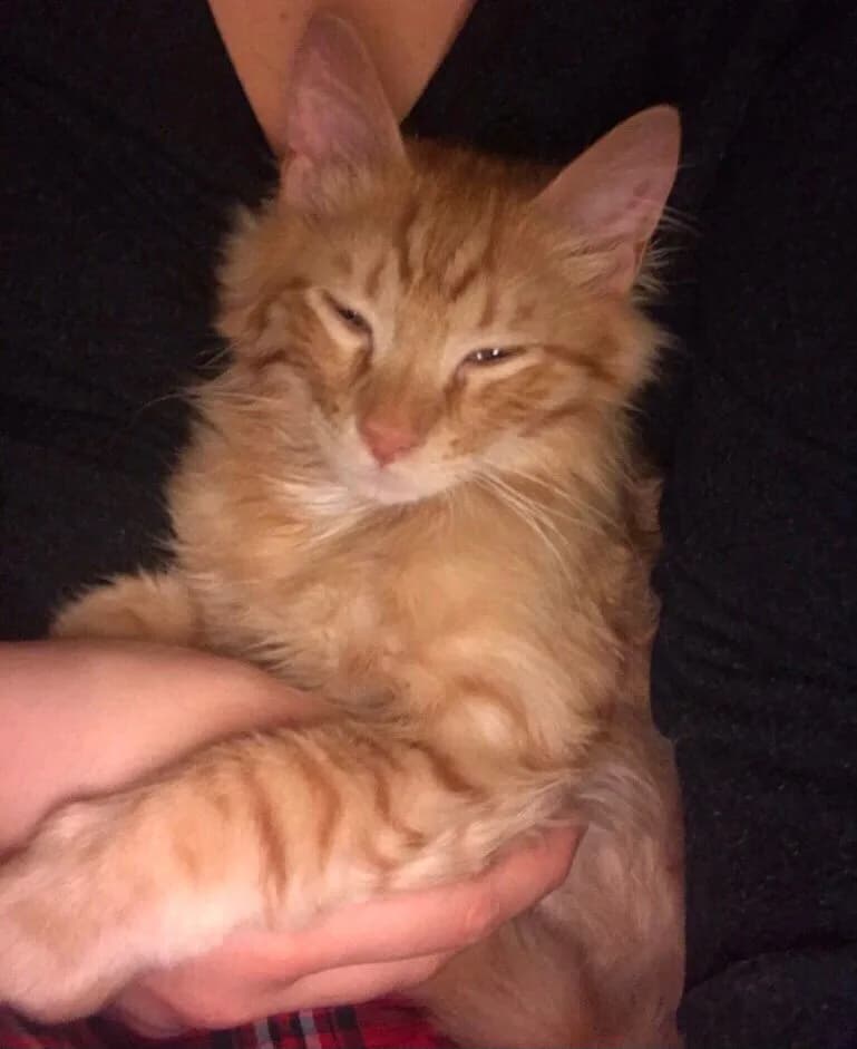simba