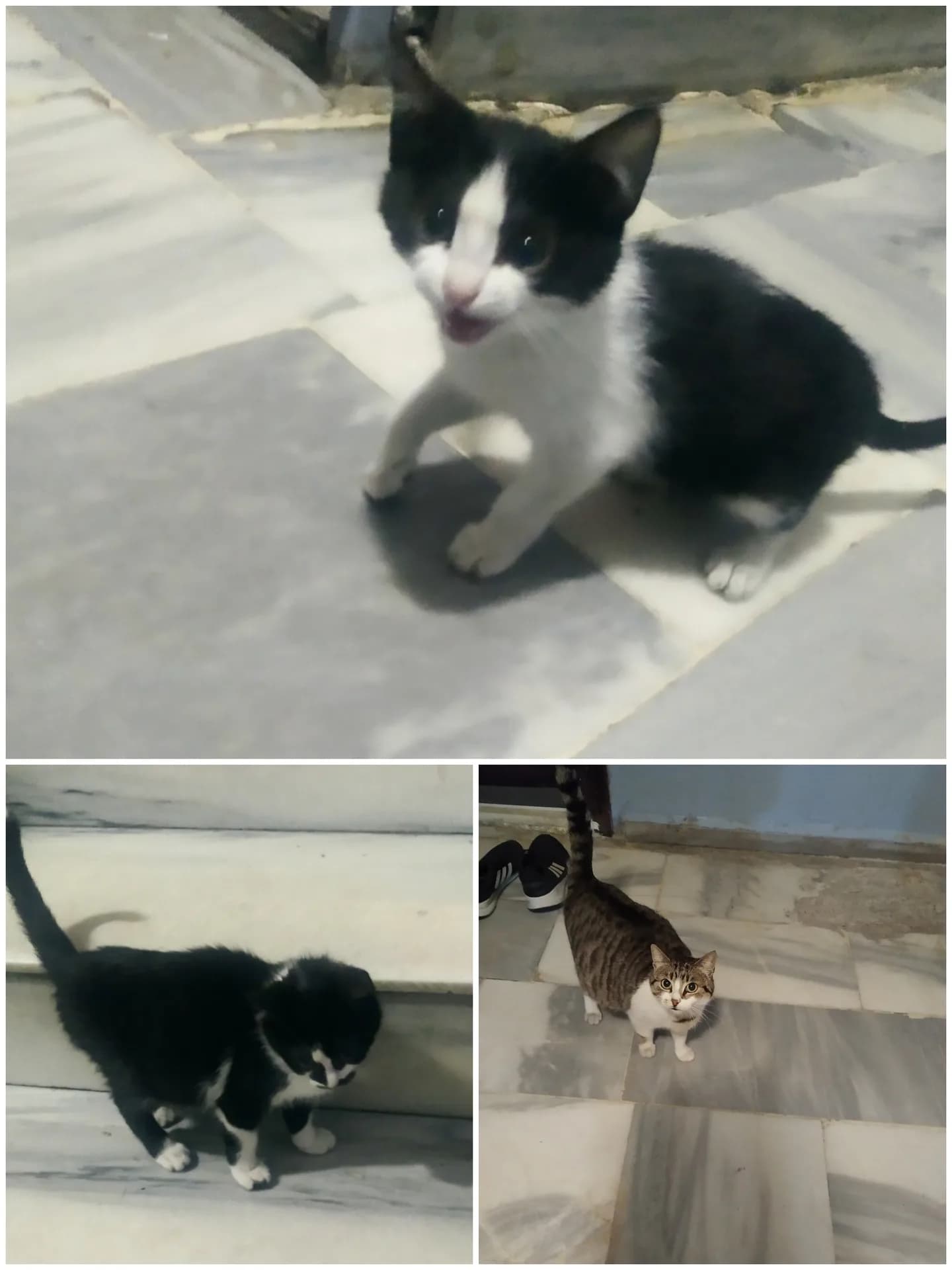 Pofuduk ve yavruları