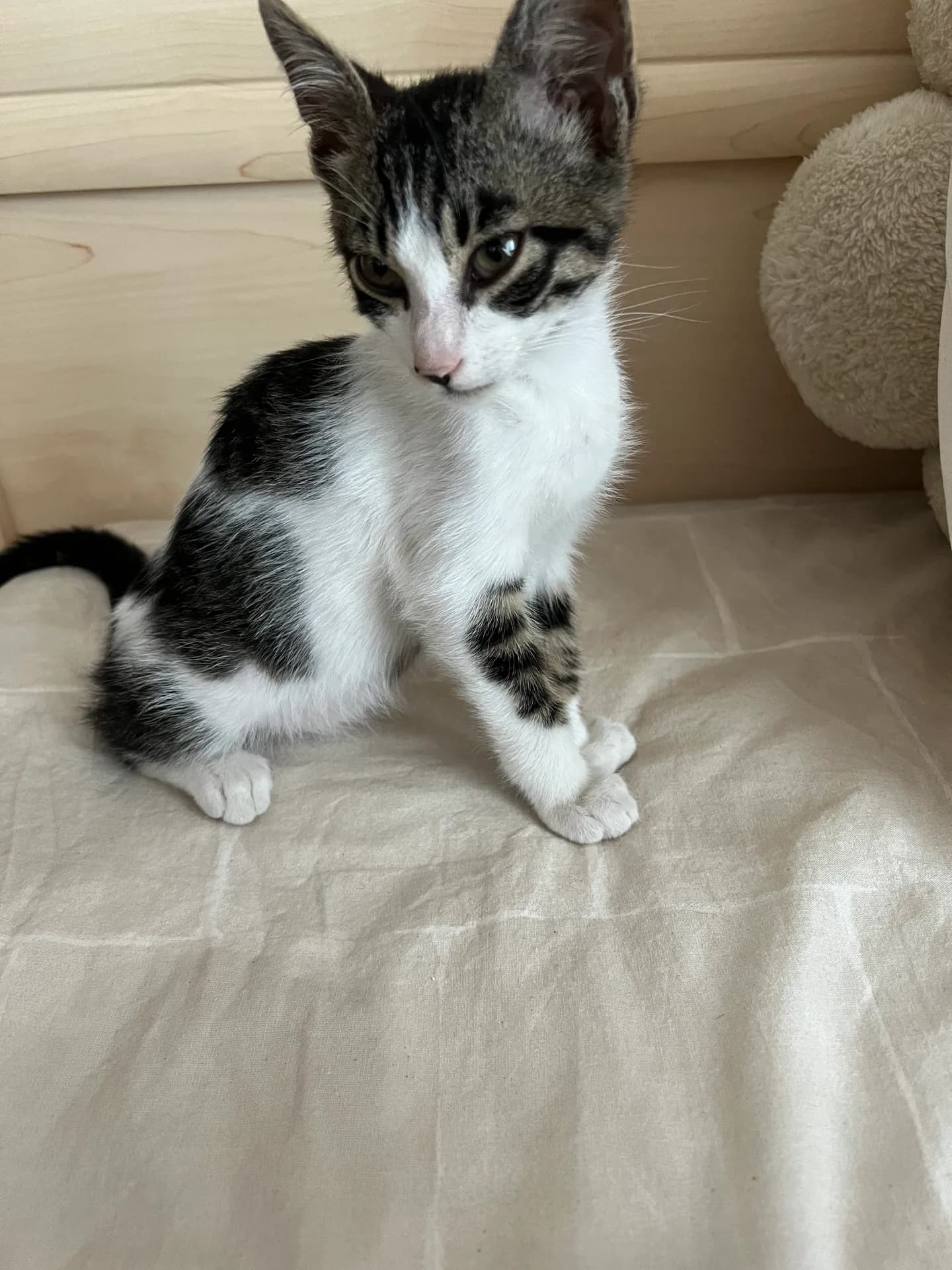 Cino