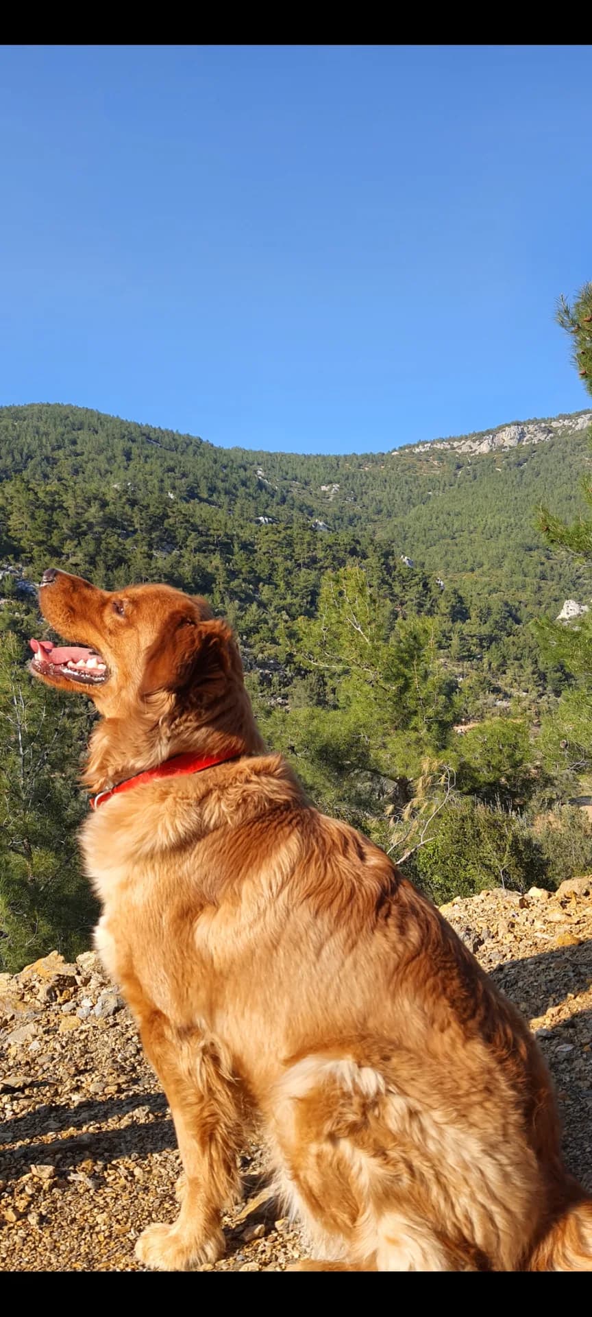 Tarçın