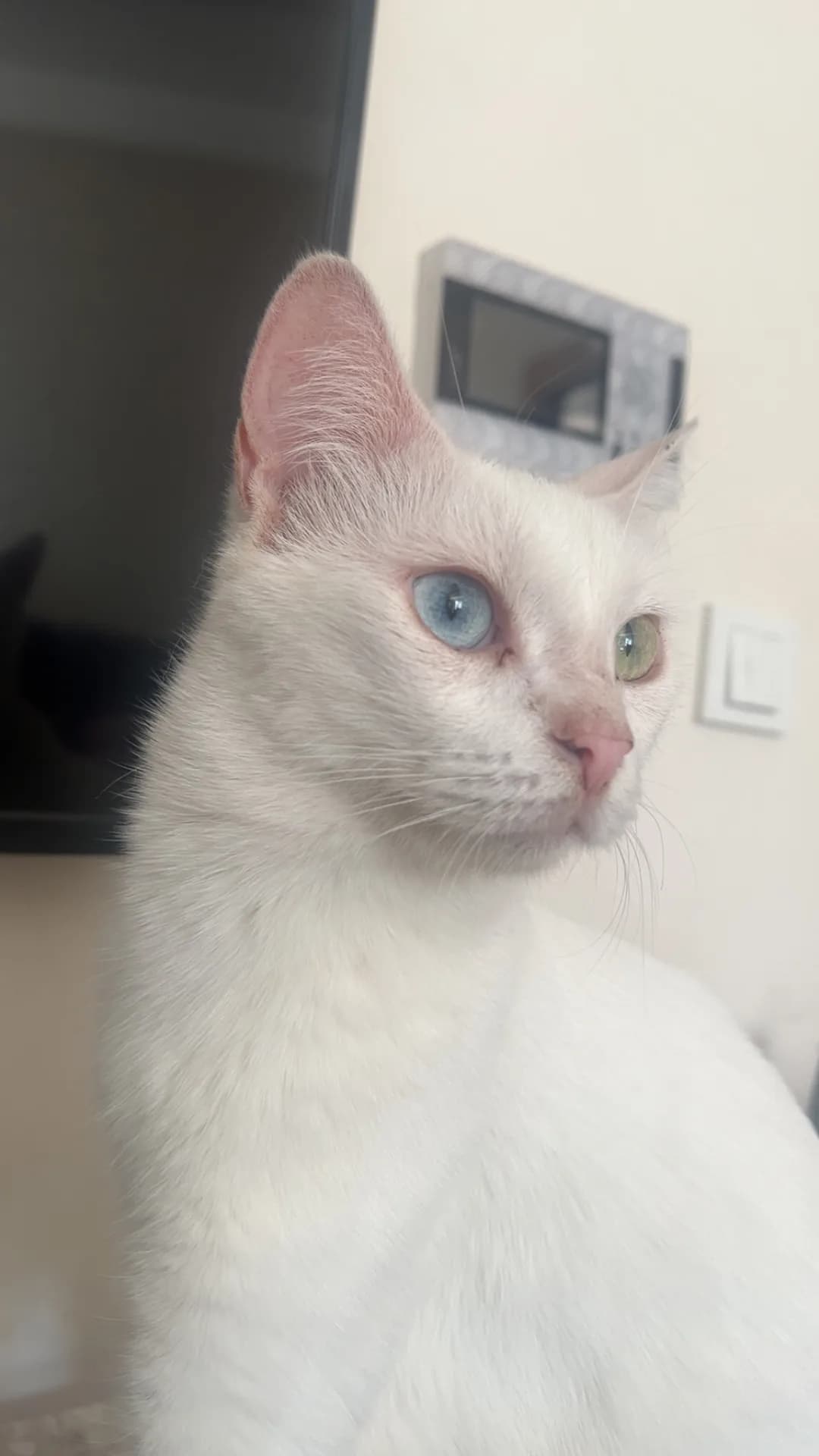 Cücü