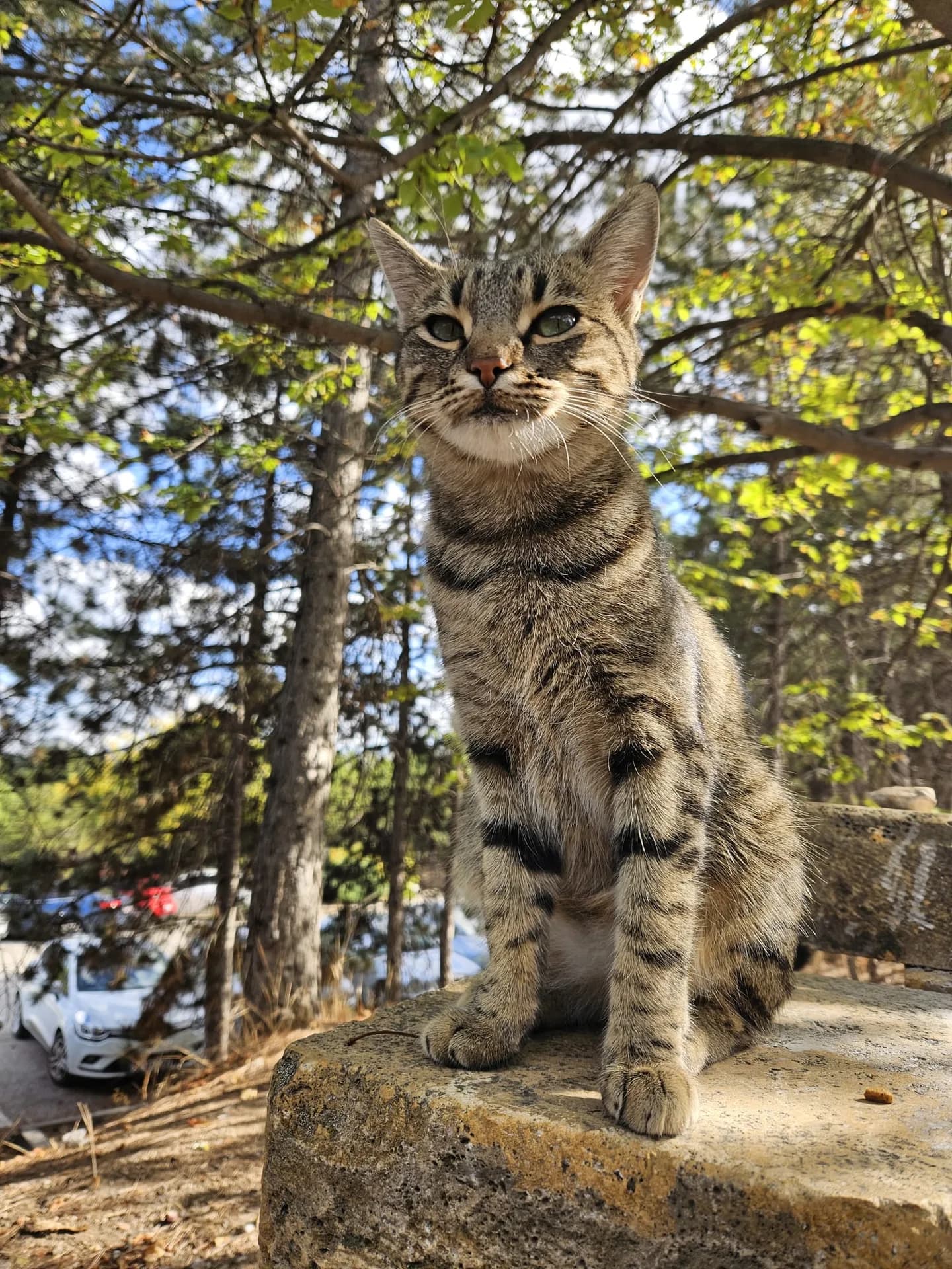 Peluş