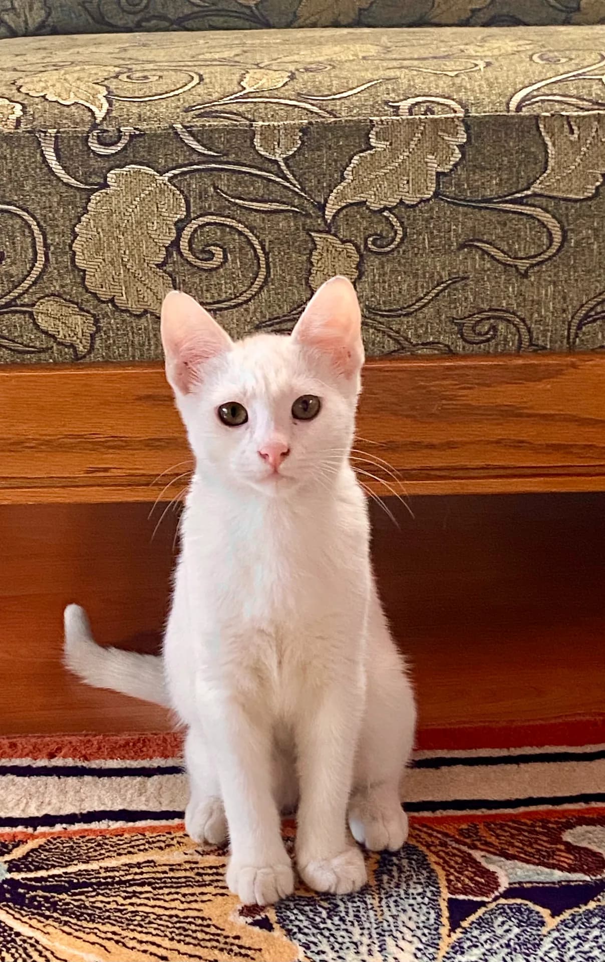 MOİ