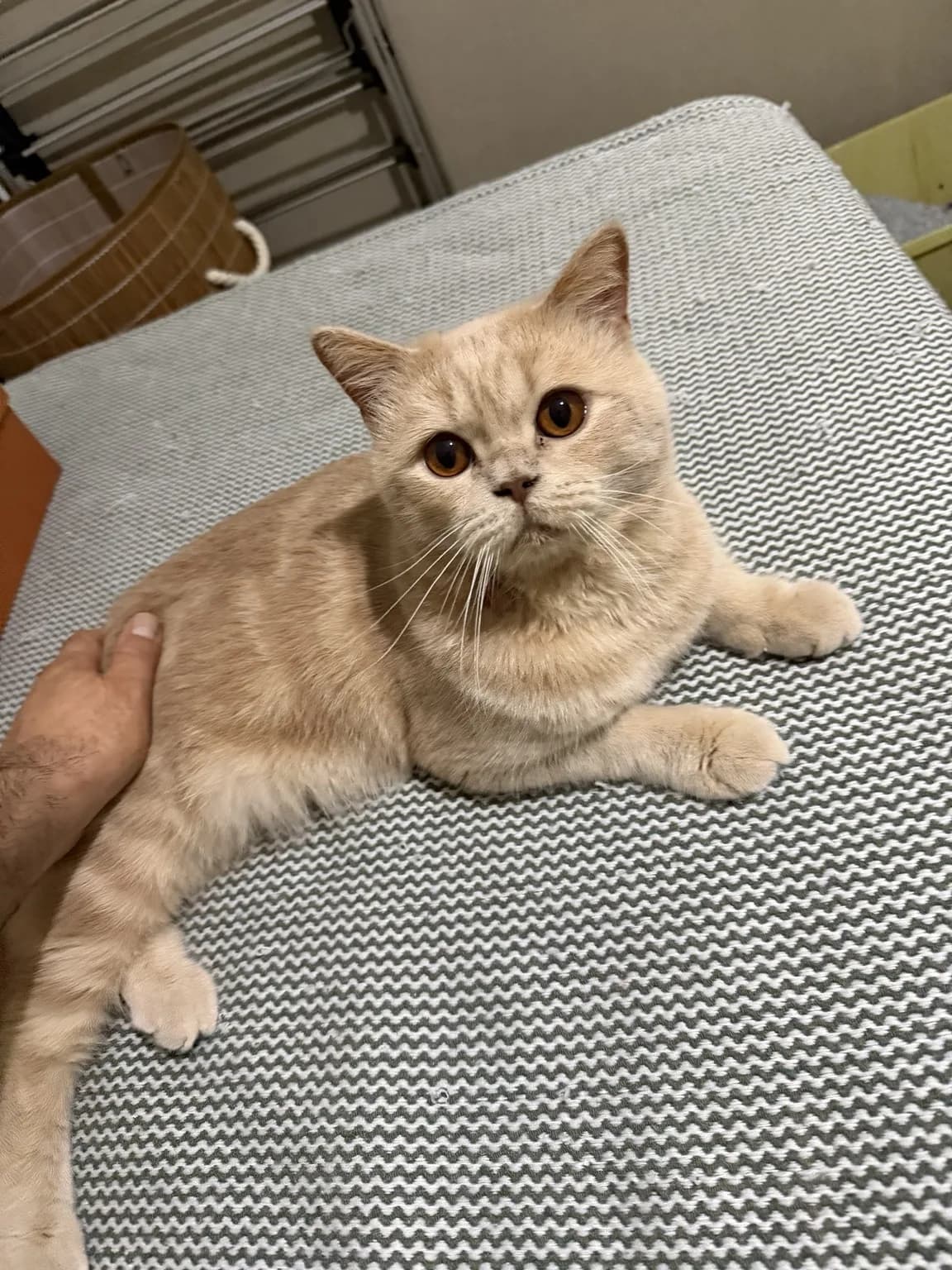 Victor