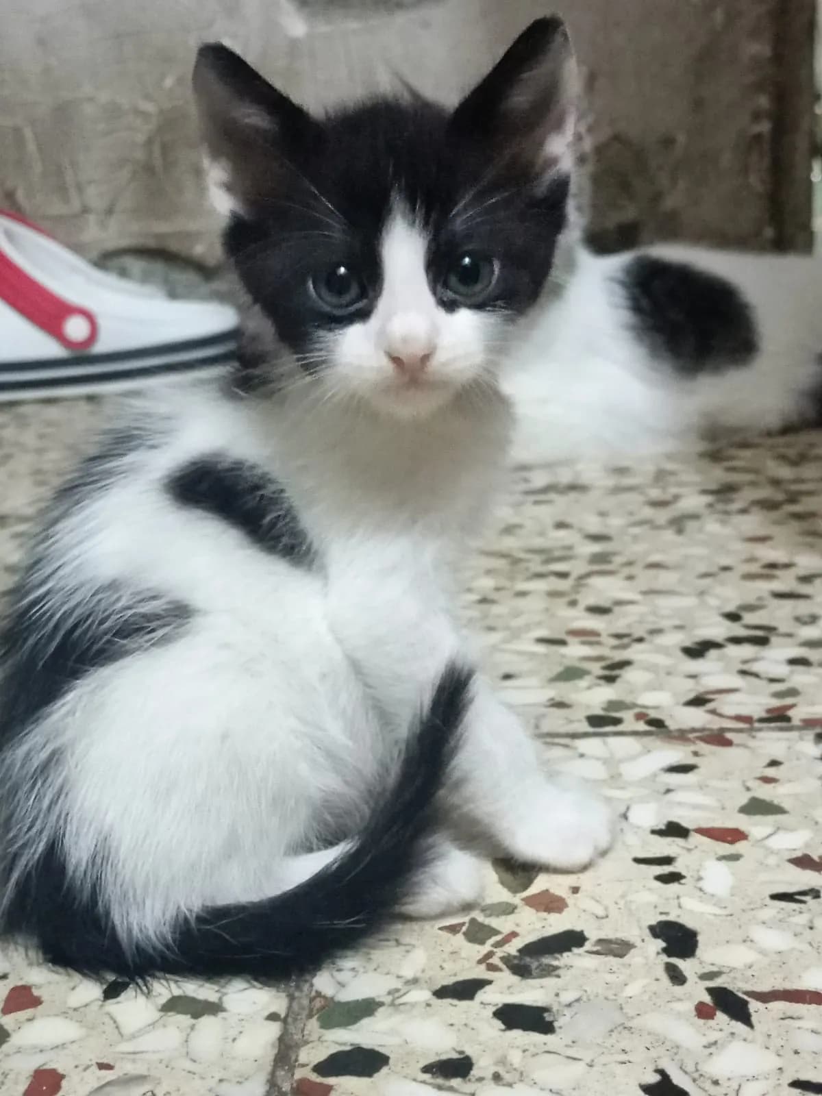 LEONARDO