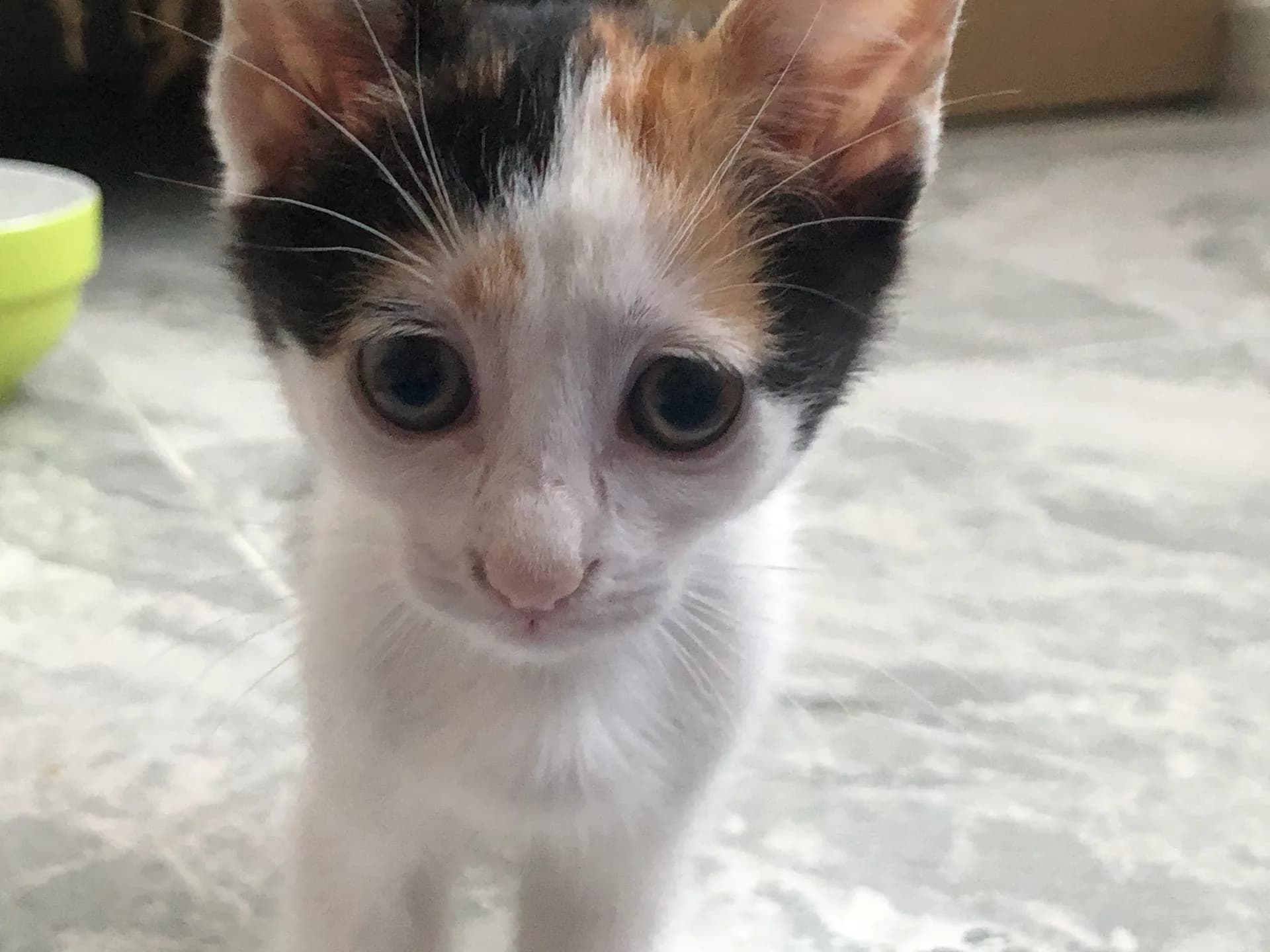 Beyaz yavru kedi