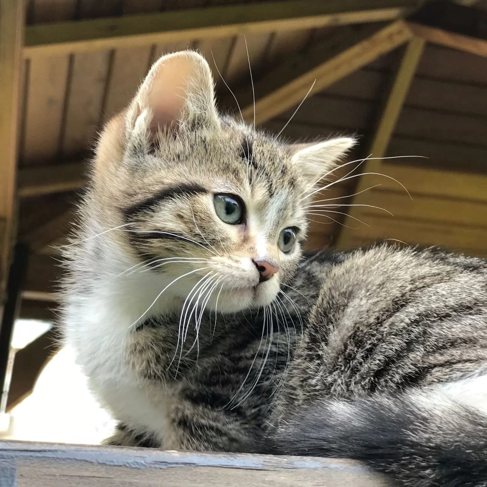 kivi