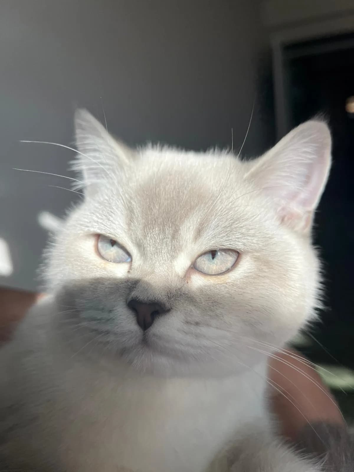 Elisa