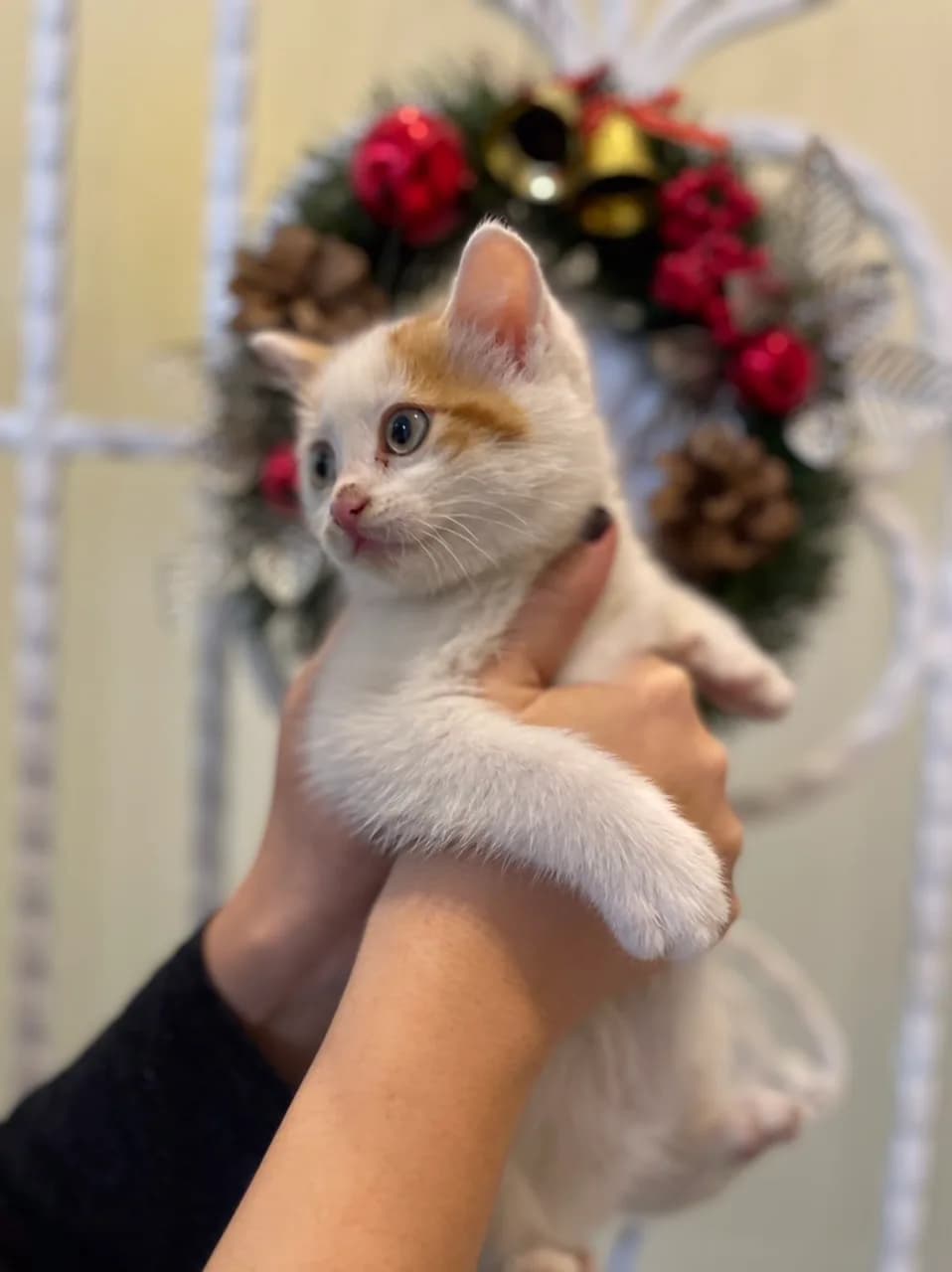 Tekir Yavru Kedi