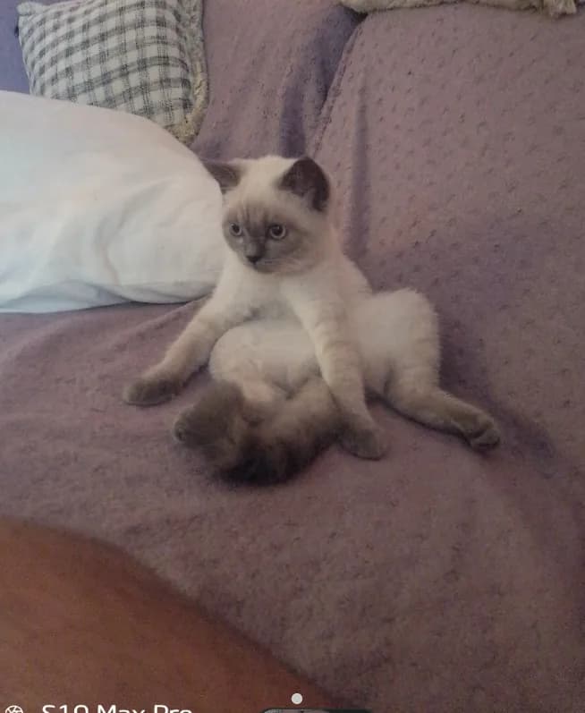 Miya
