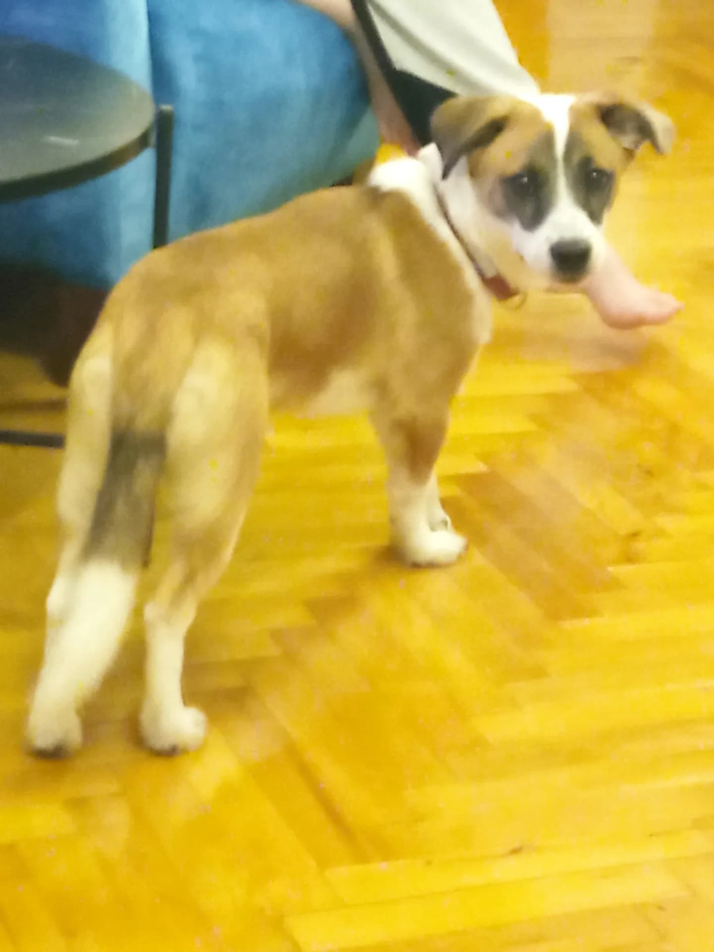 Zorro