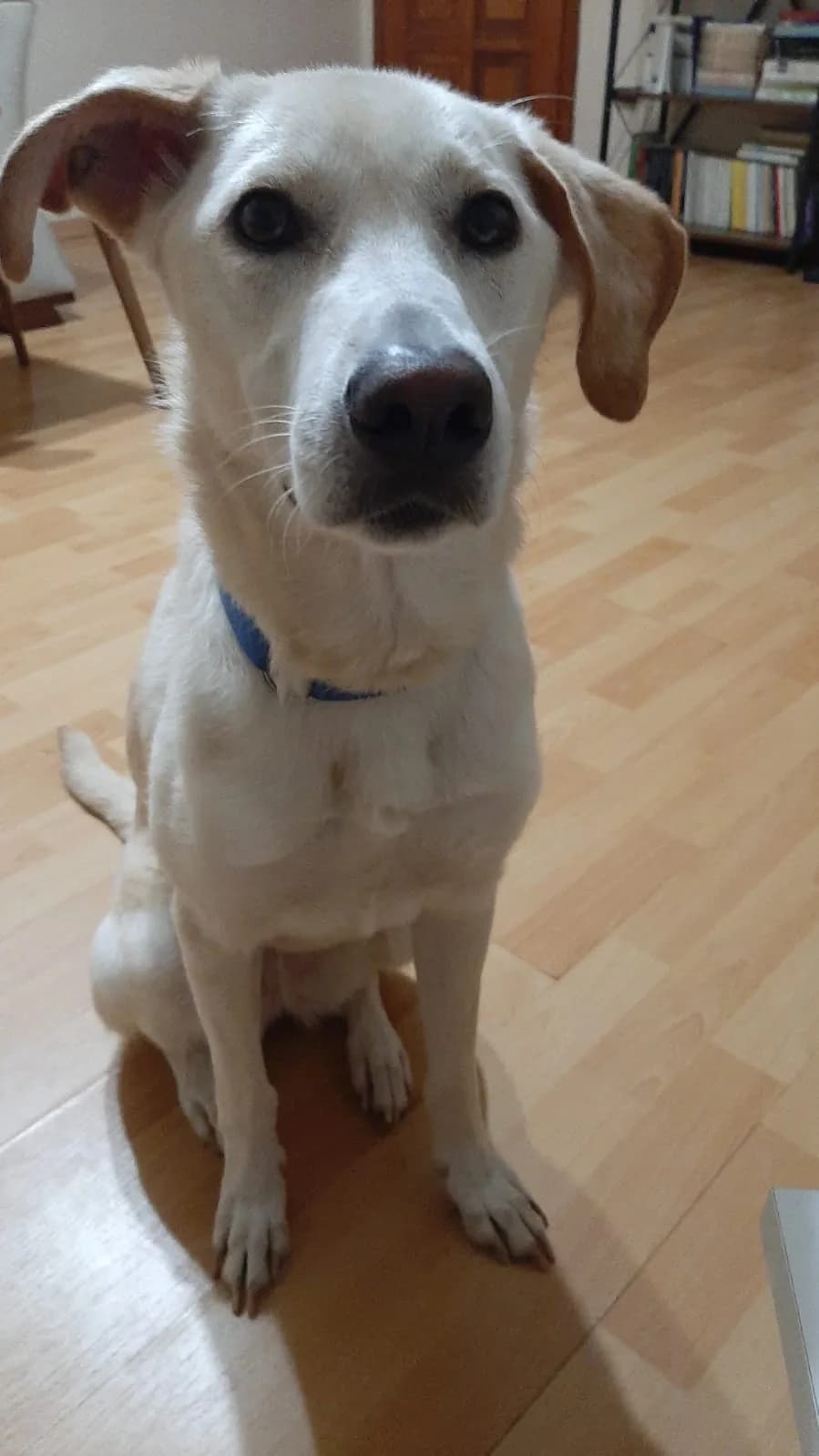 Milka