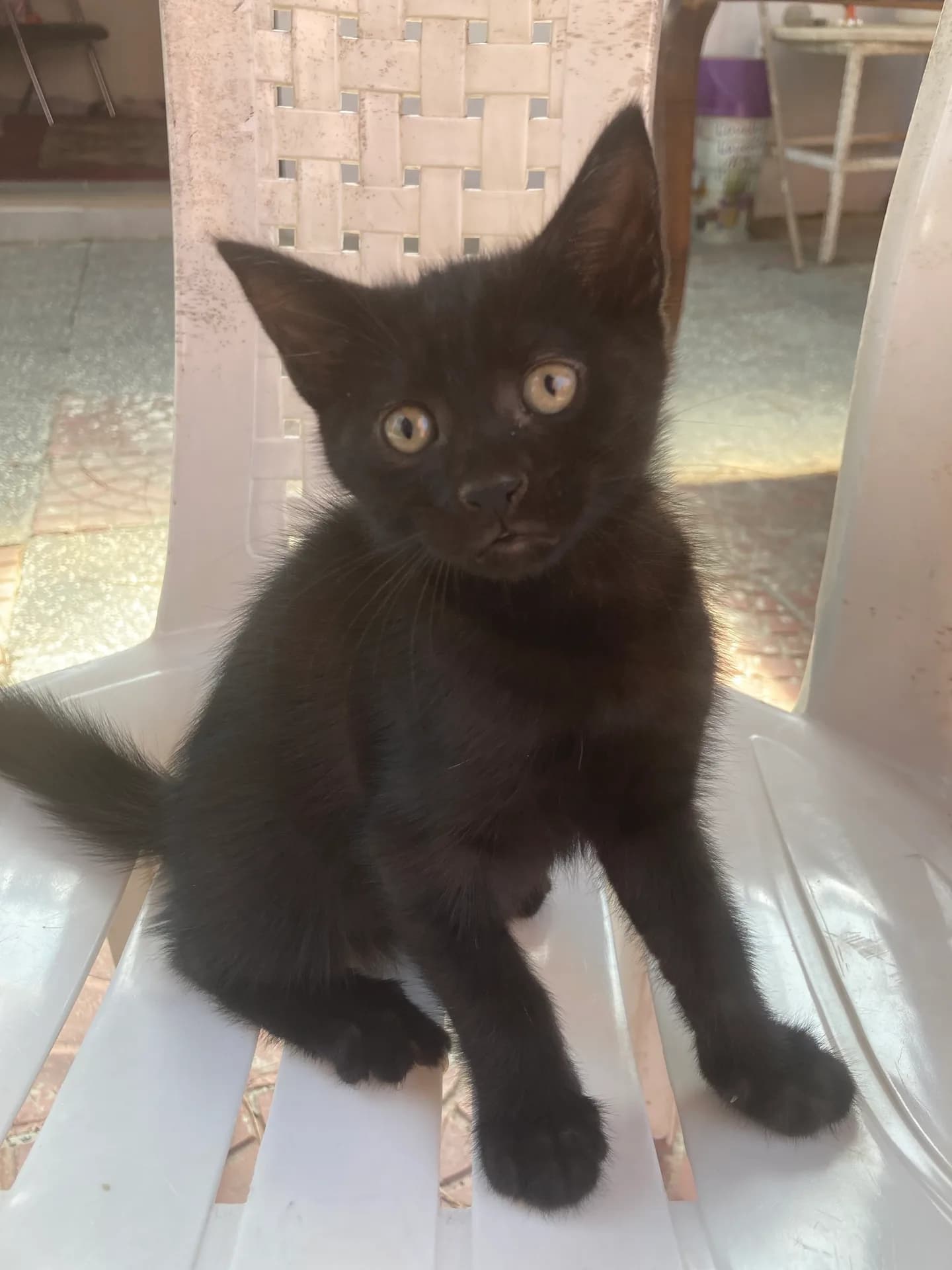 Zeytin