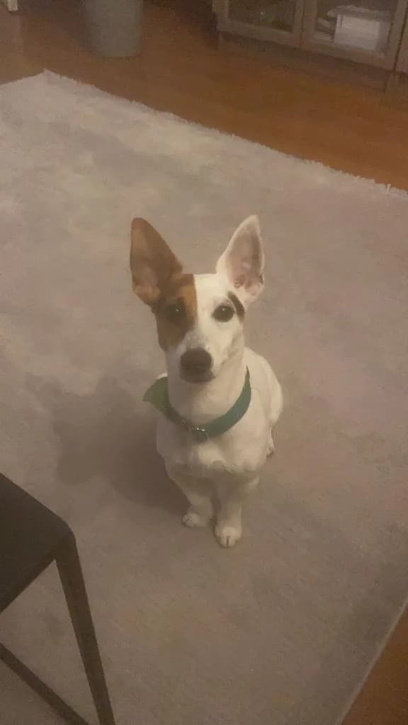 Milo