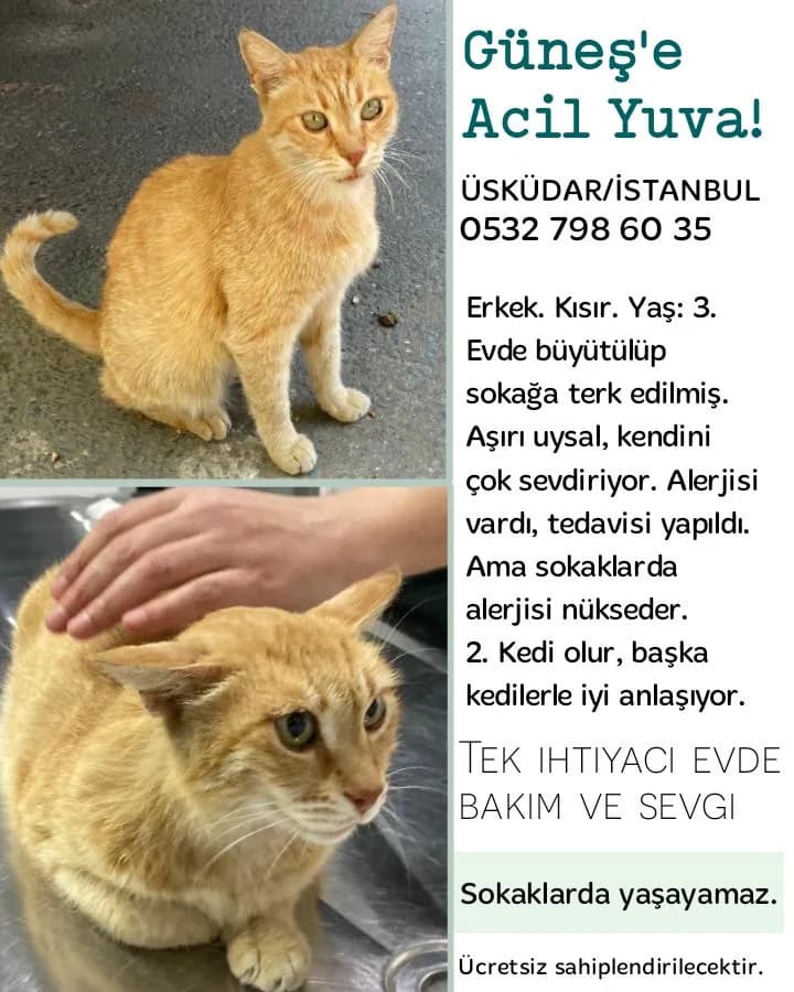 Güneş
