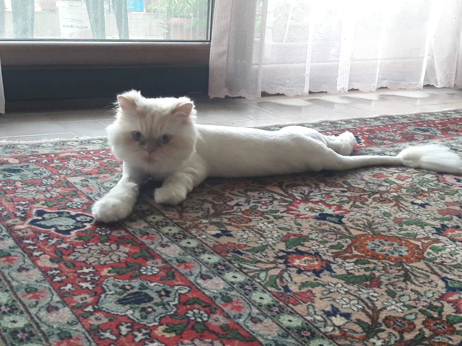 Jiji