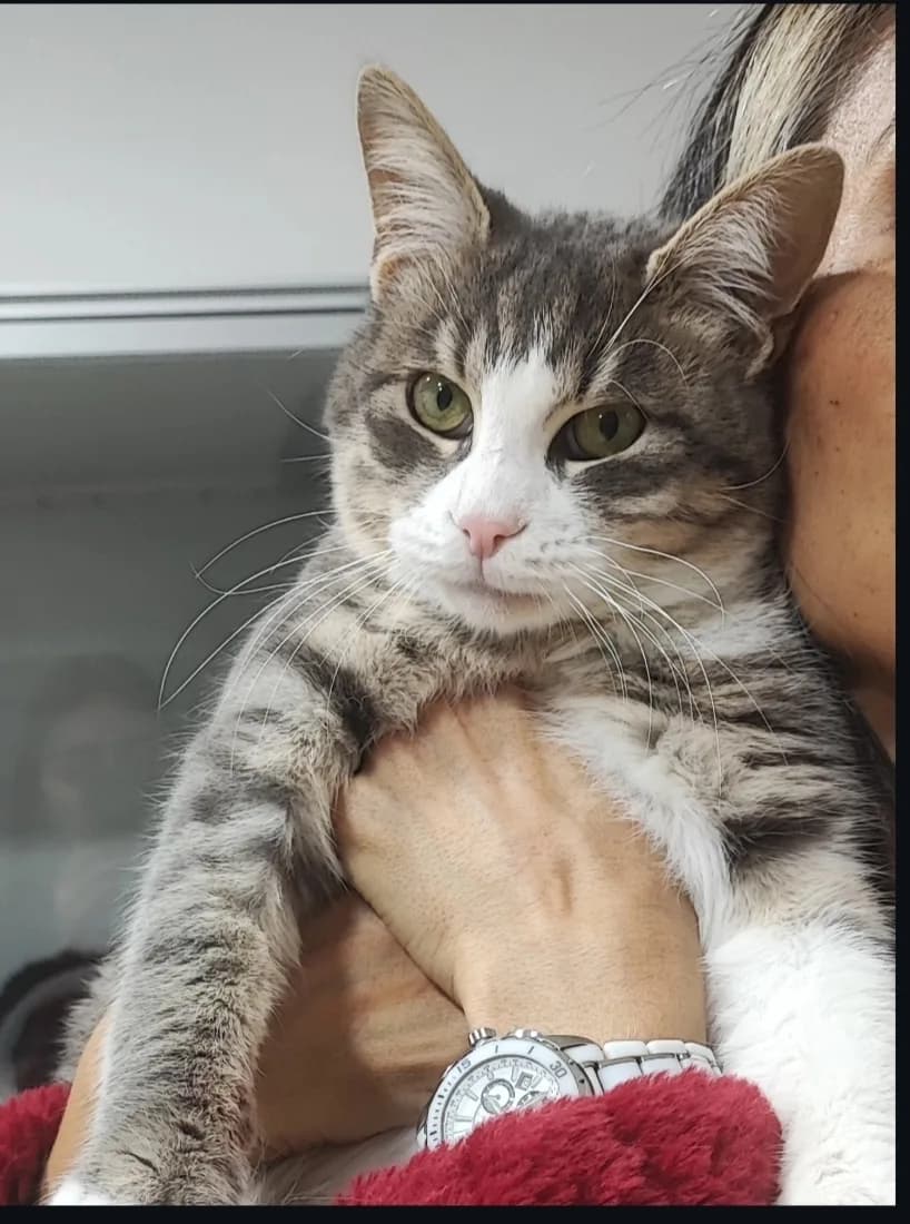 Duman