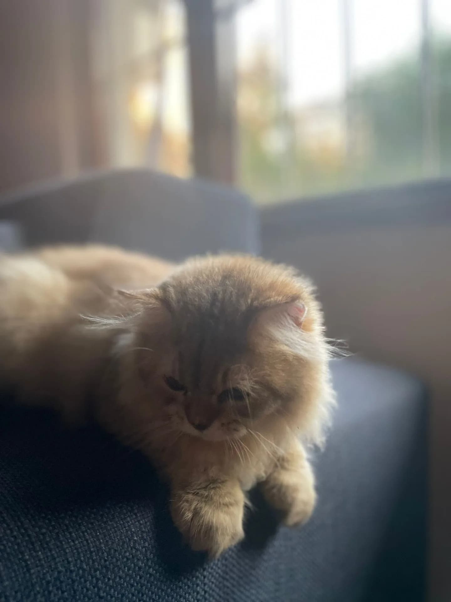 Sinba