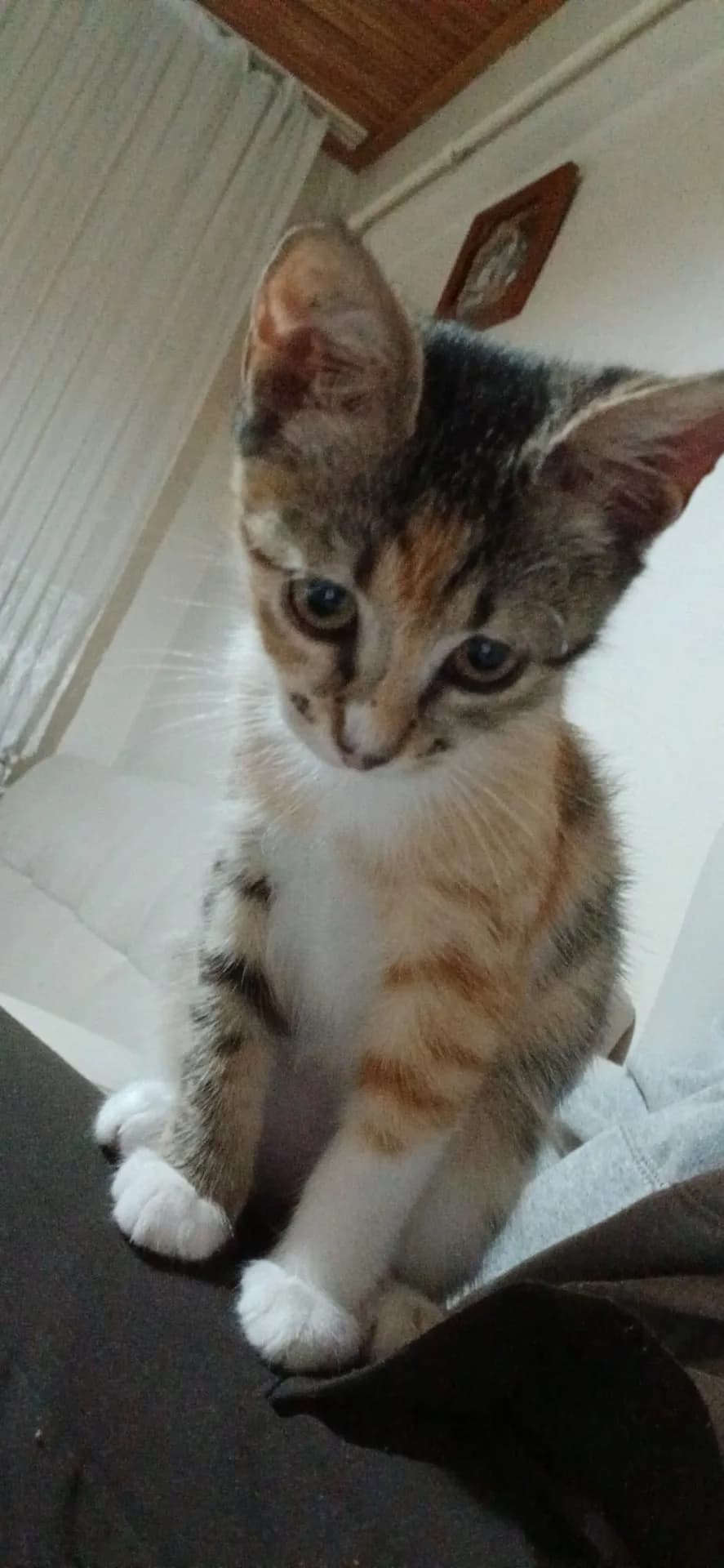 murphy/istege bagli