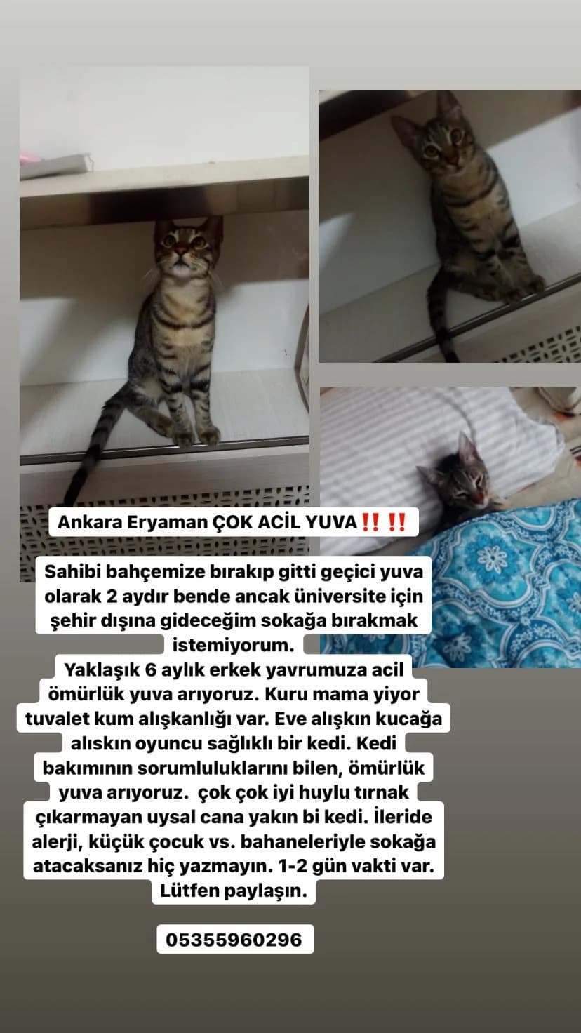Gürbüz