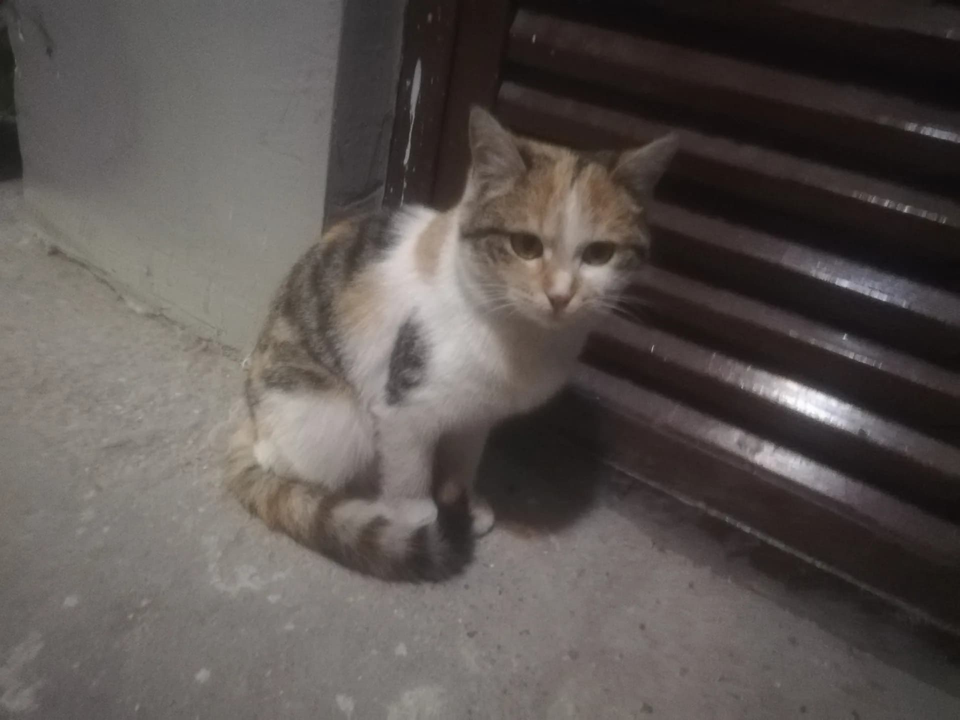 Sakız Kedi