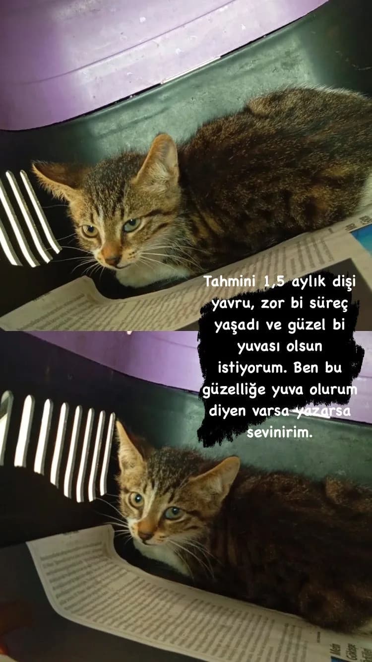 Asena