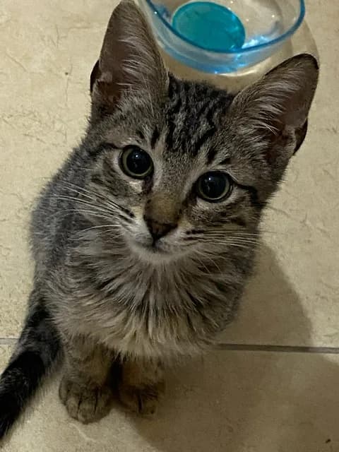 Ares