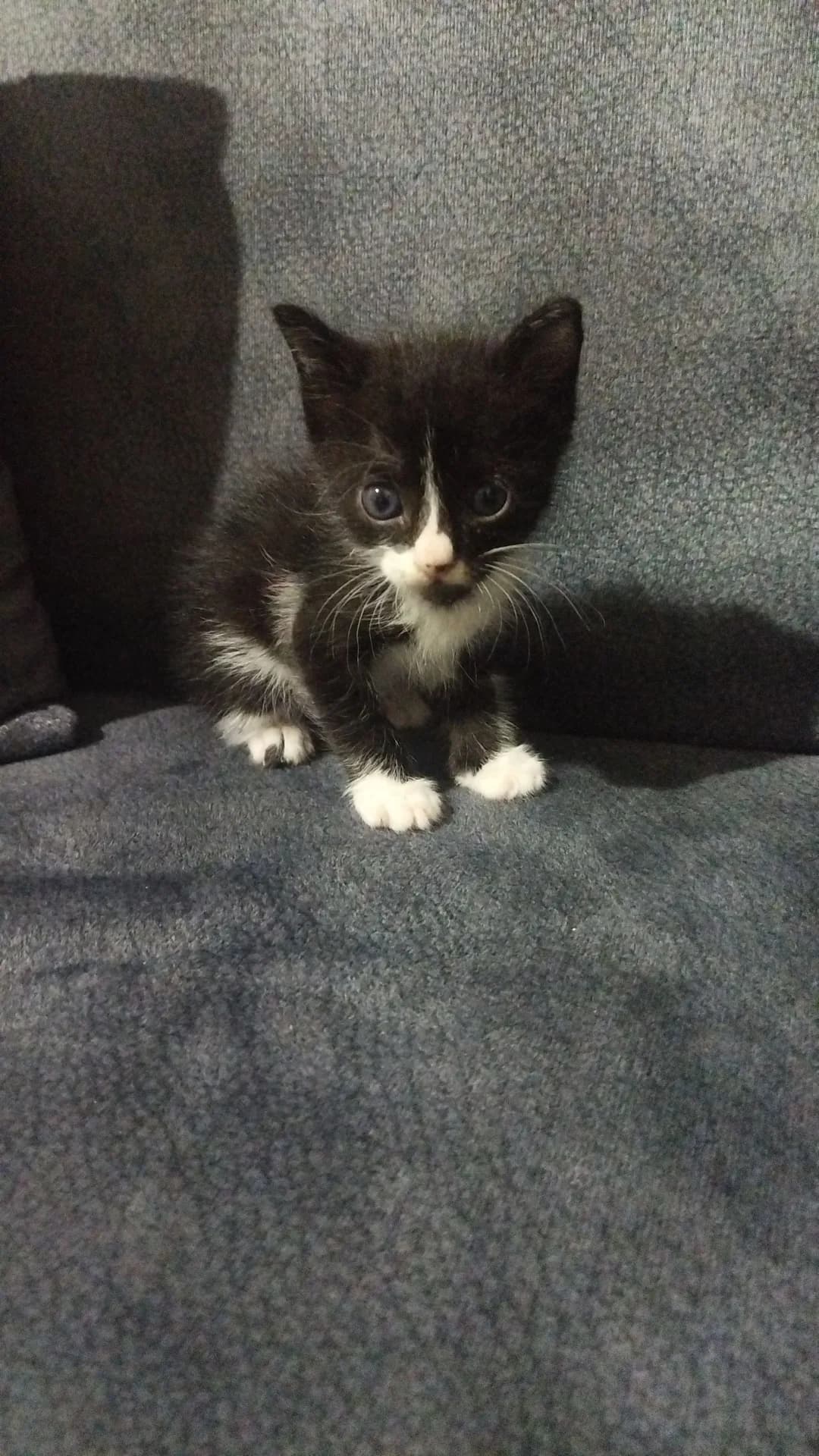 Zeytin
