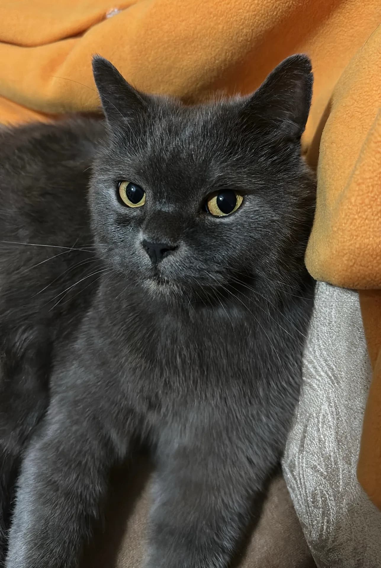 Leo
