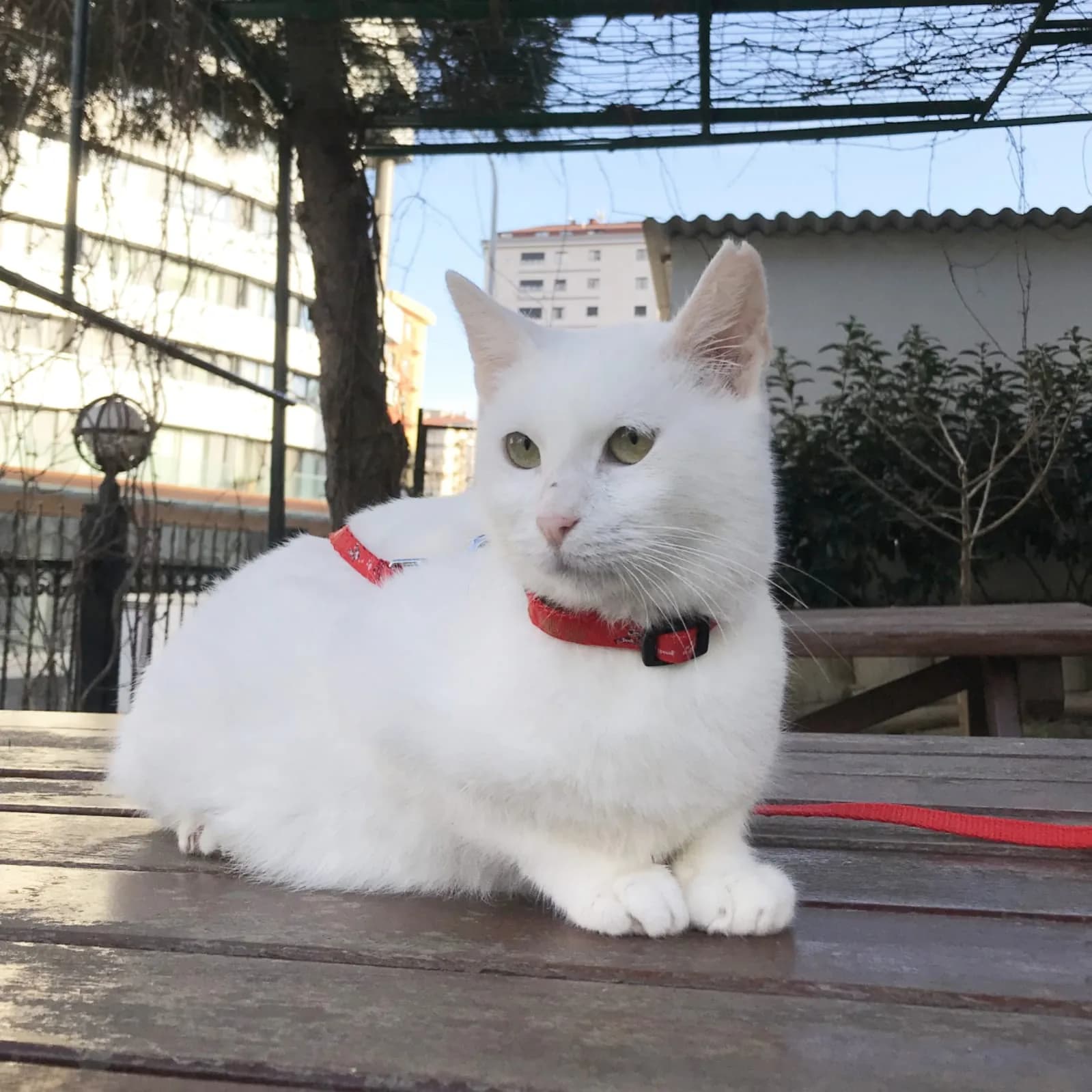 Pamuk