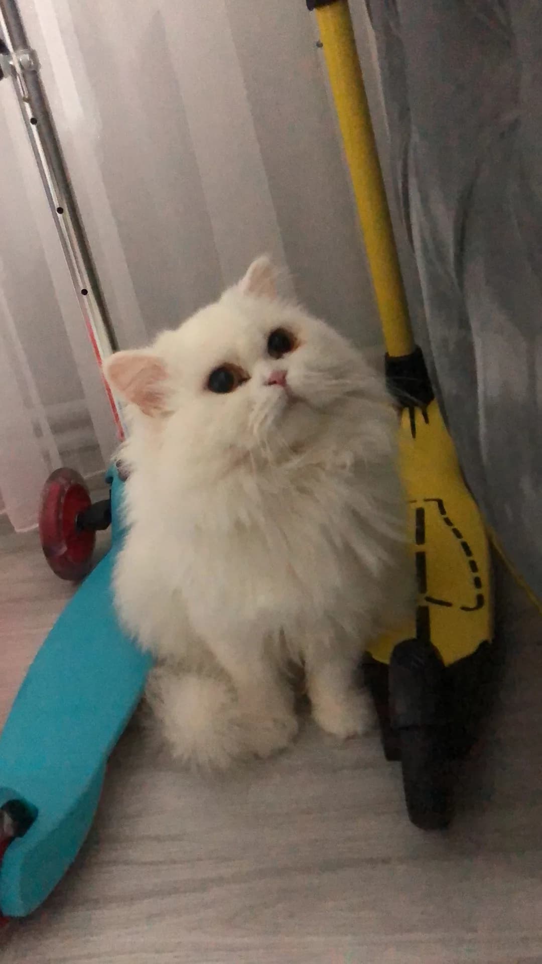 Pamuk
