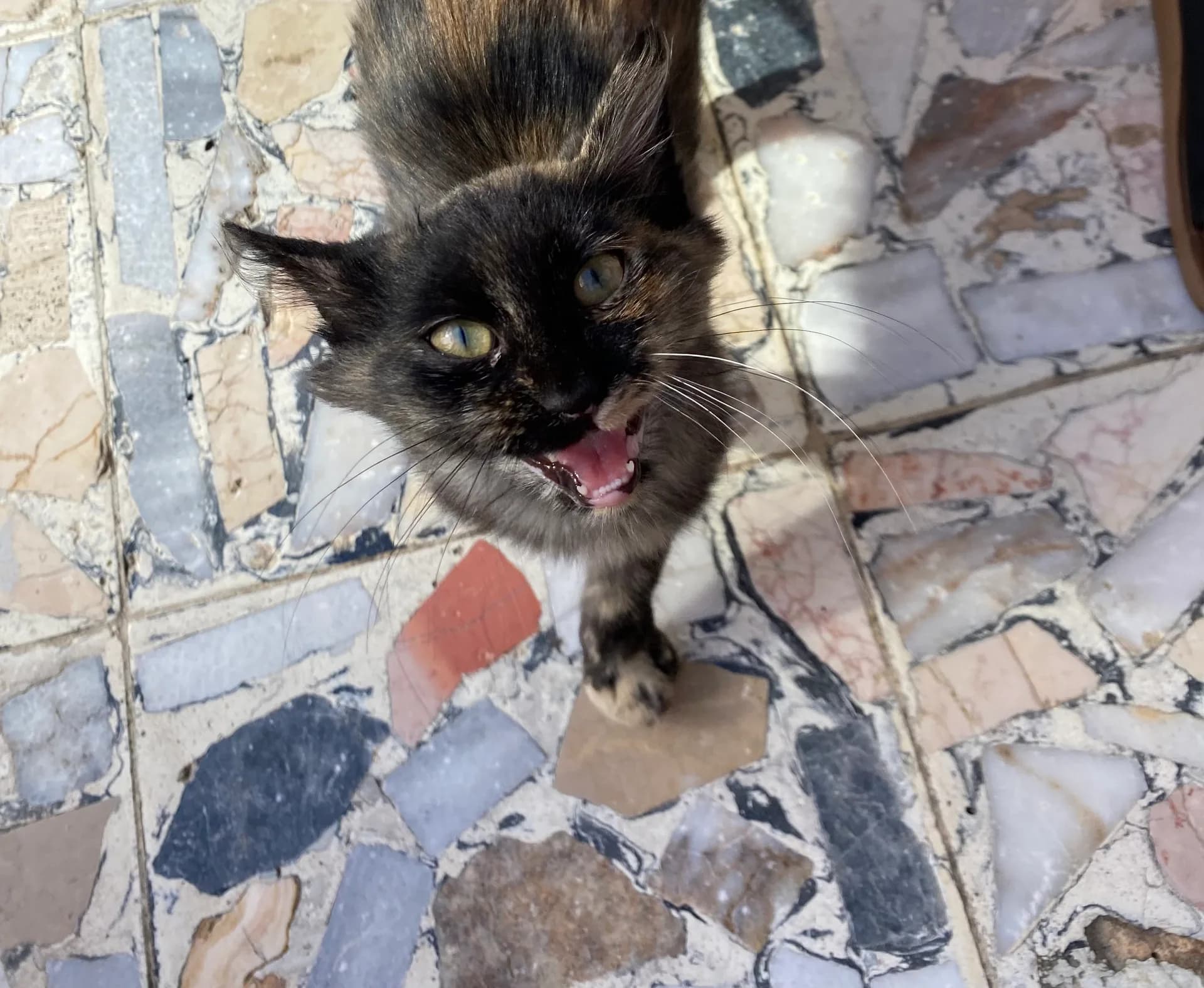 Çirkin