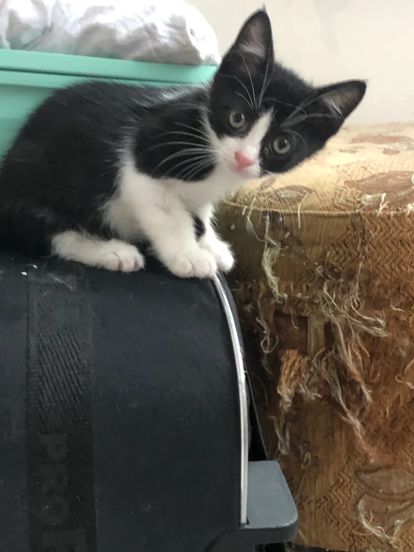 Yavru kedi