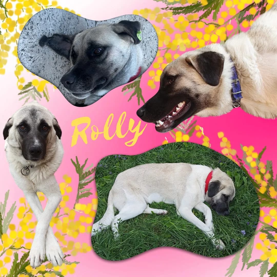 Rolly