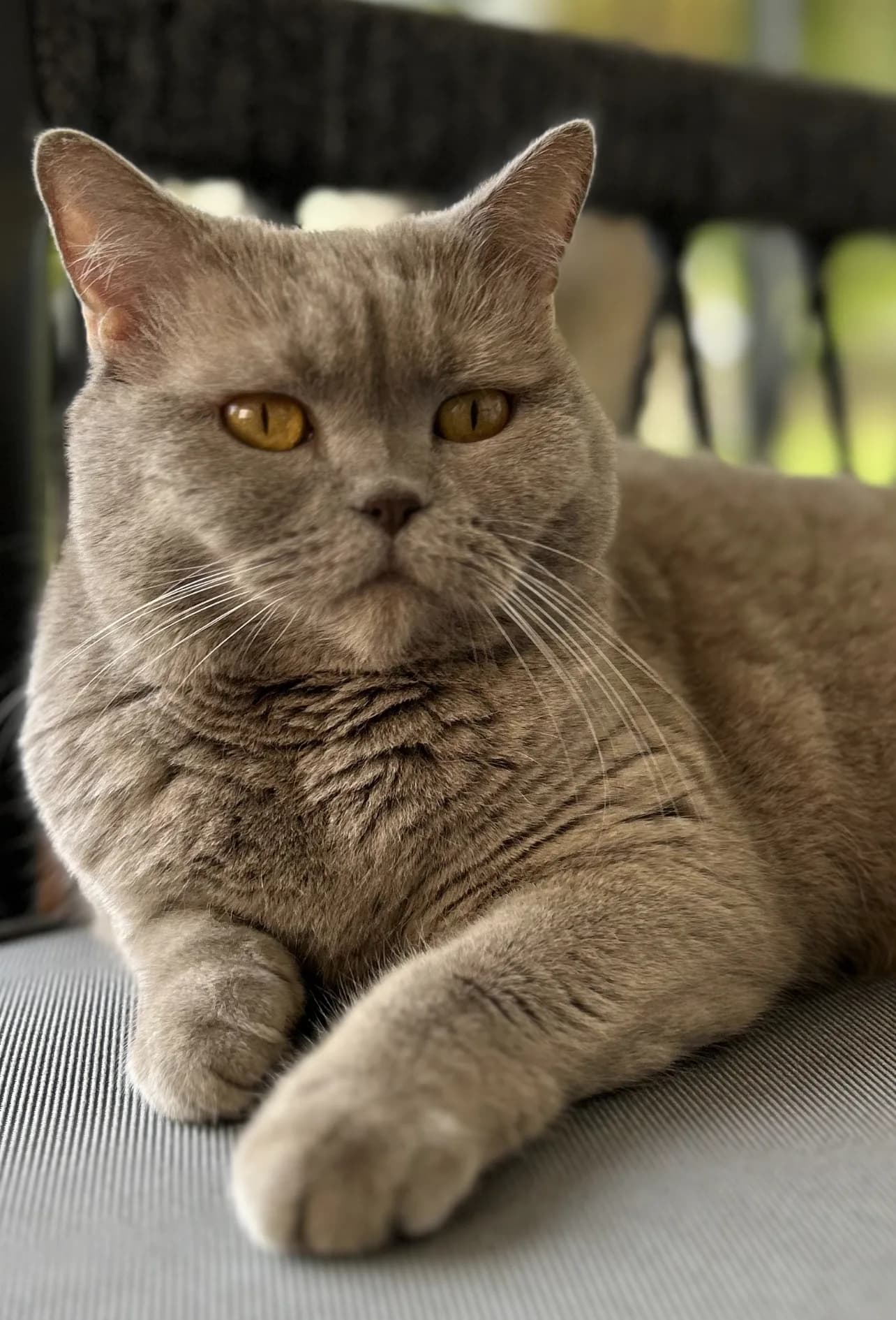Coco