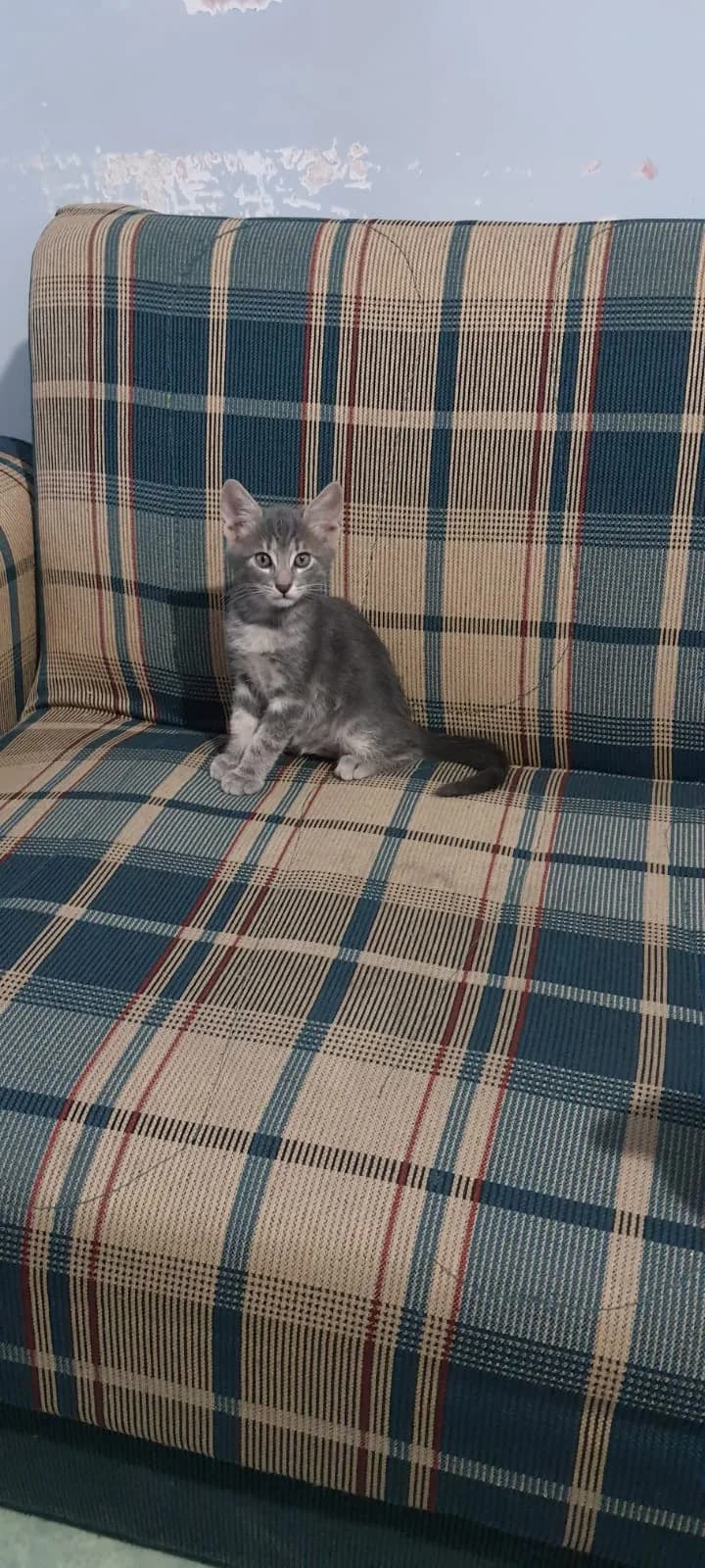 Mişa