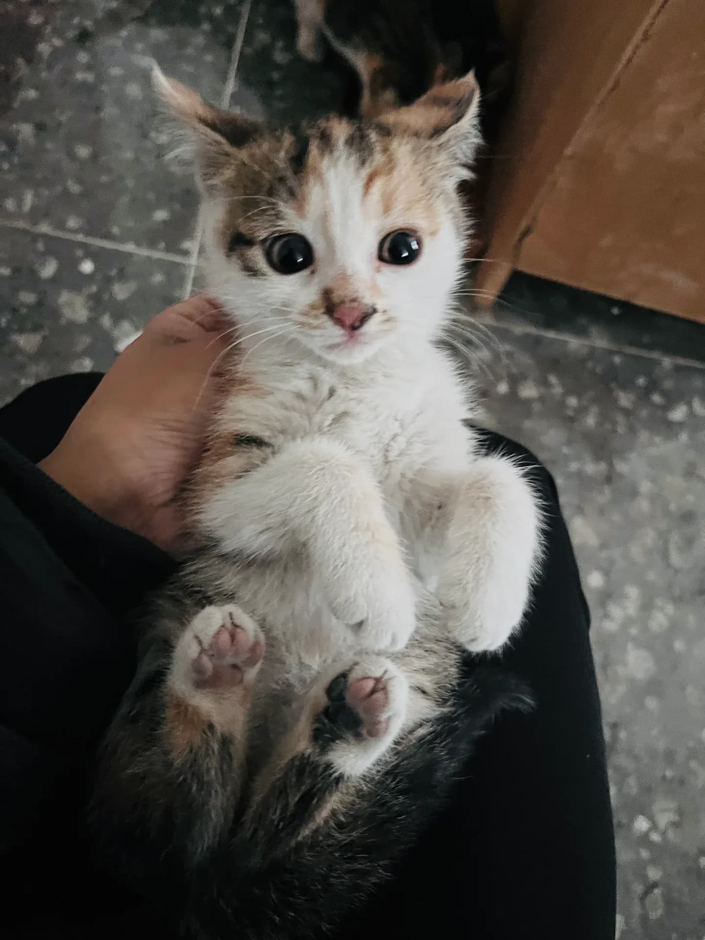 Minik