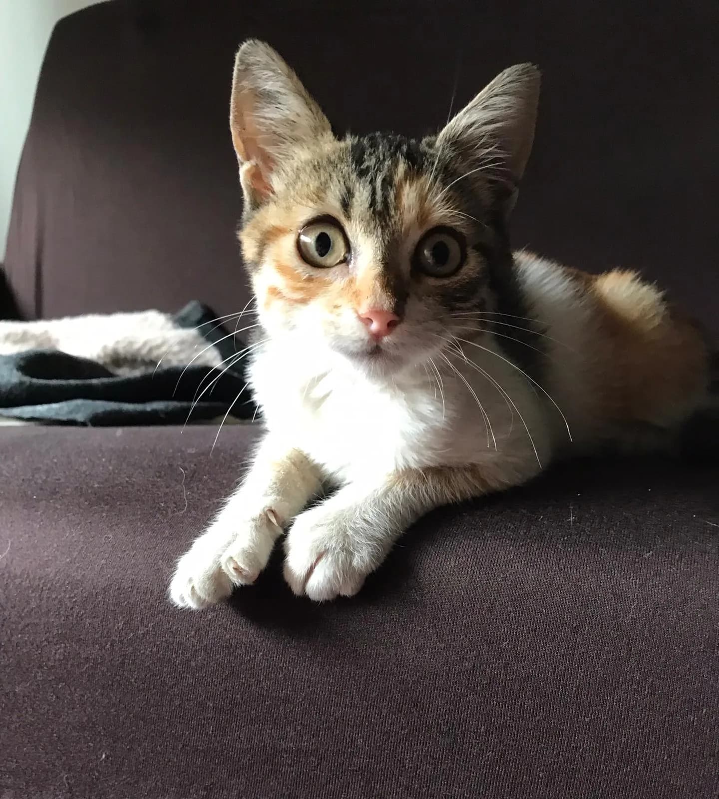 Findik