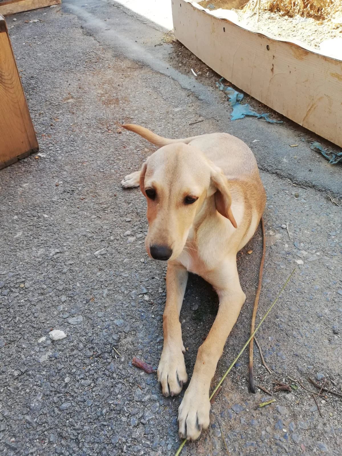 MİLA