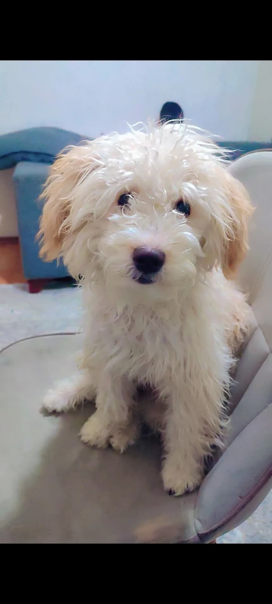 Pamuk