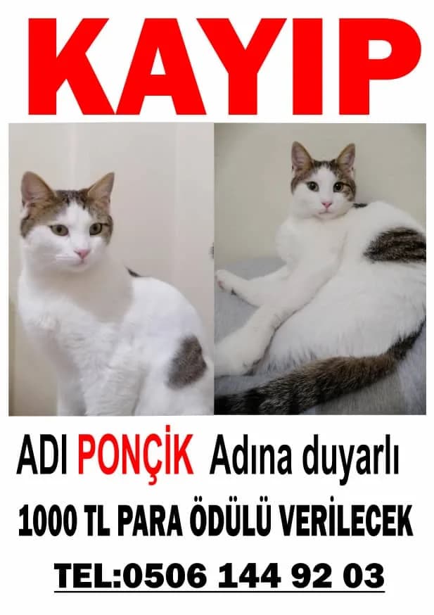Ponçik
