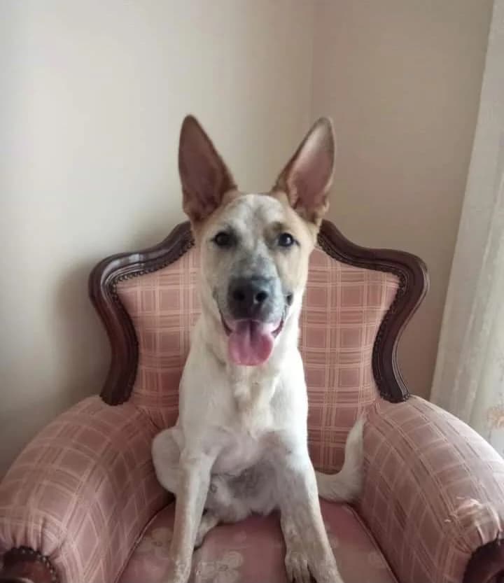 Kaju