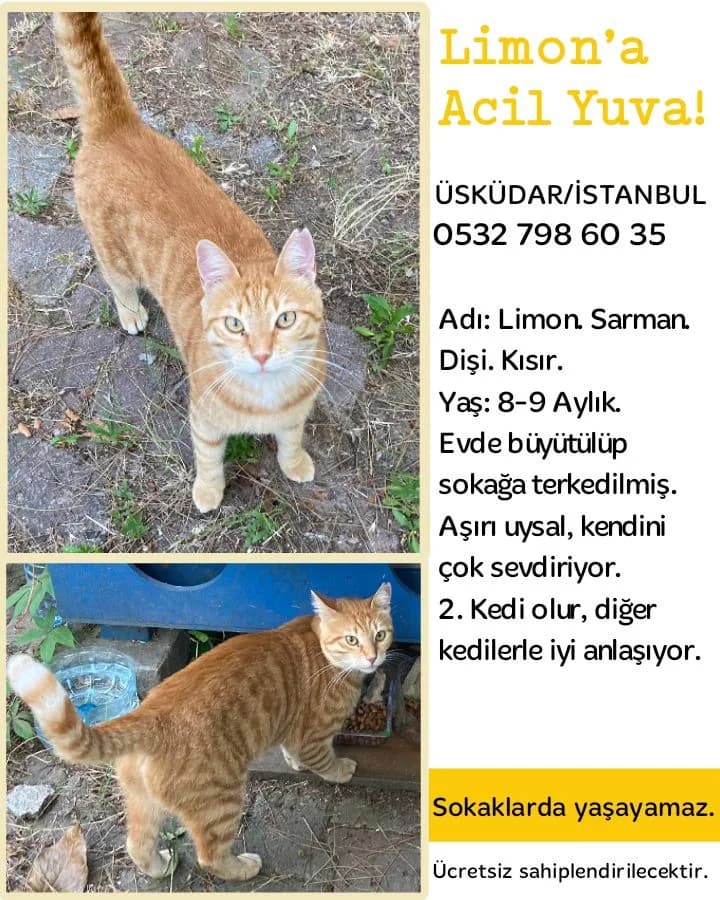 Limon