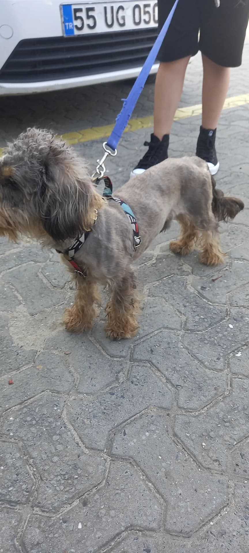 Bobi
