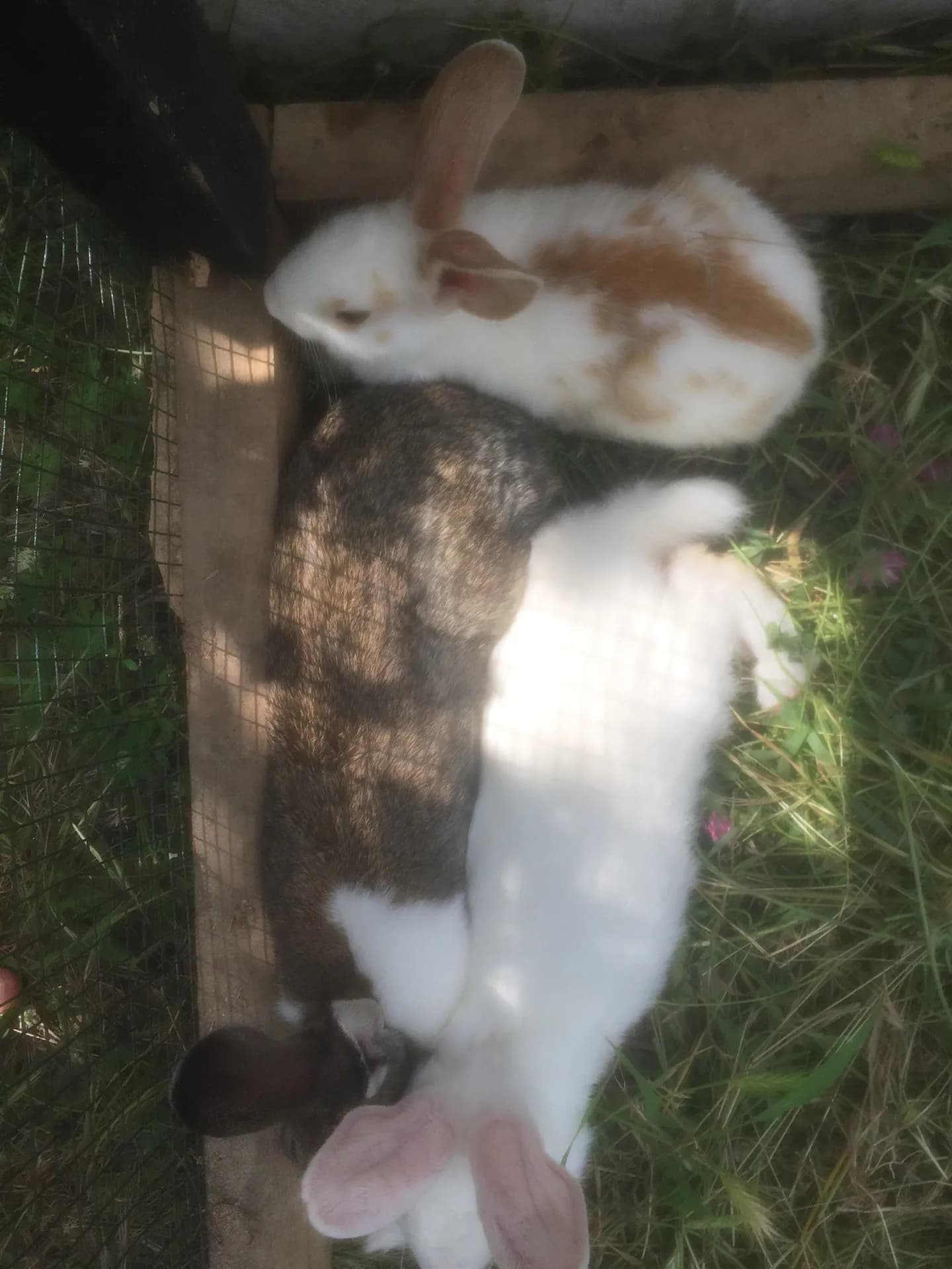 Tavşik , tospip , karamel