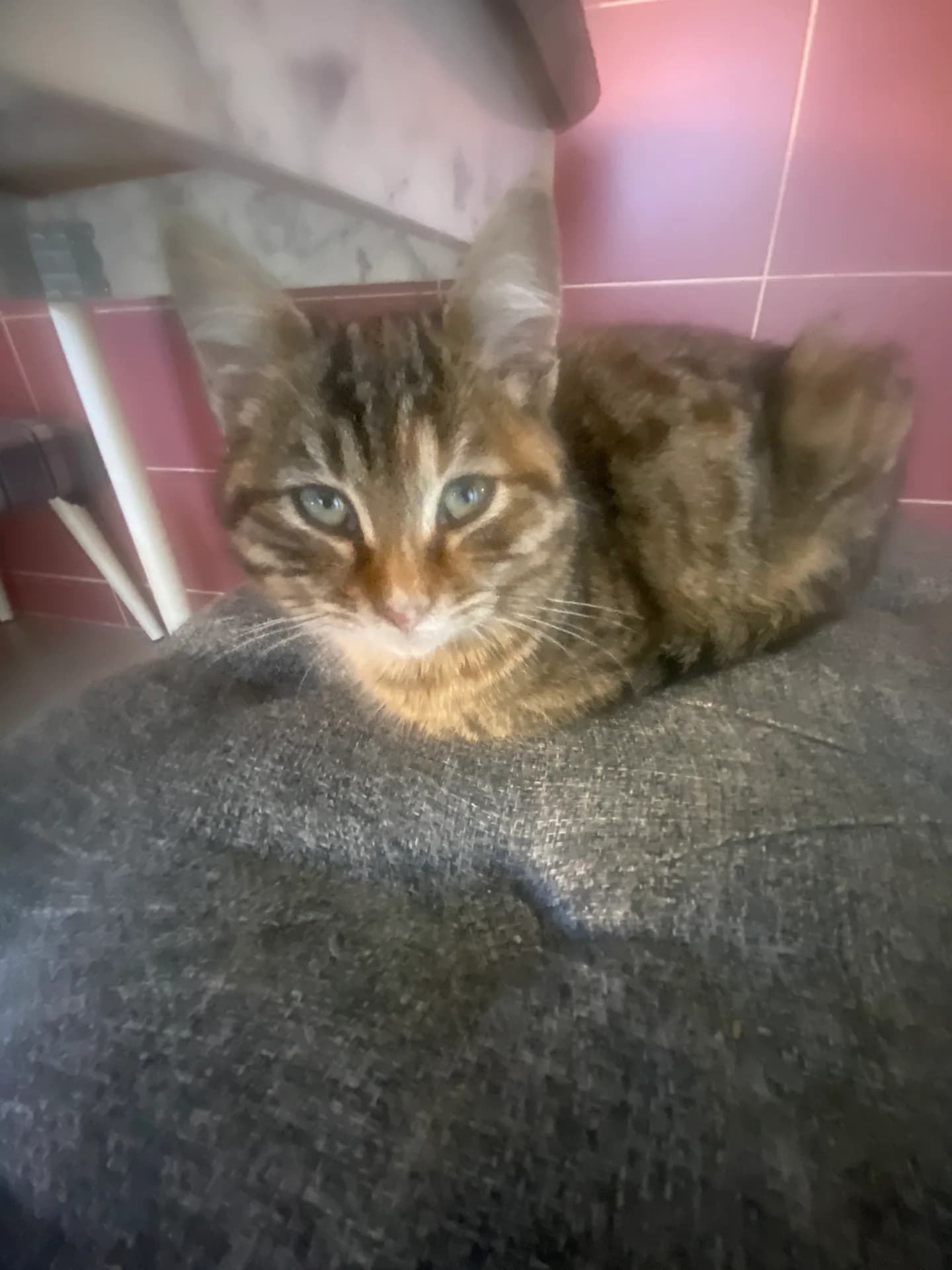 Minik