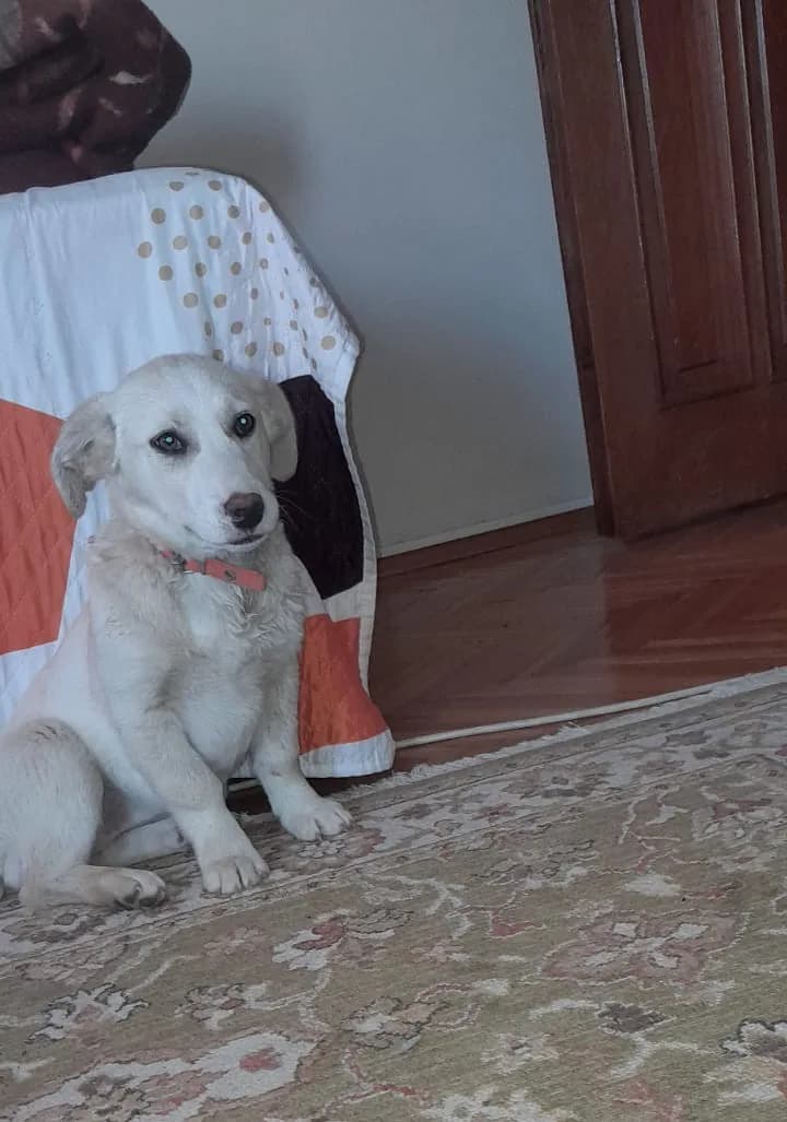 Üzüm